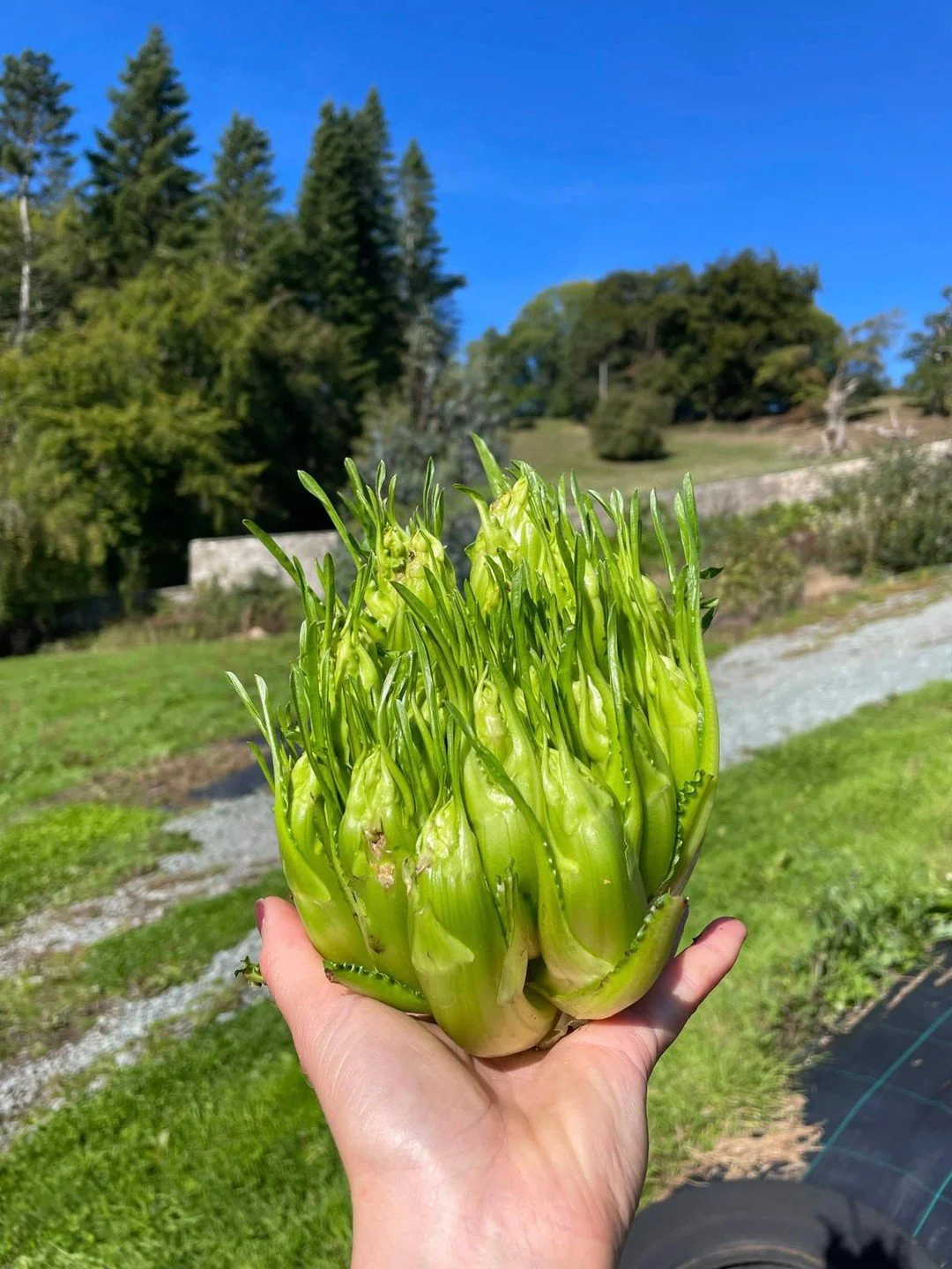 Yes folks, she's done it again, just like Britney, and played with our hearts!!! 🎙️

For years we've pined for a UK supply of Puntarelle and now thanks to @feebsinthefield at @linley_farm we have them and they look magnificent! Treat them as they we