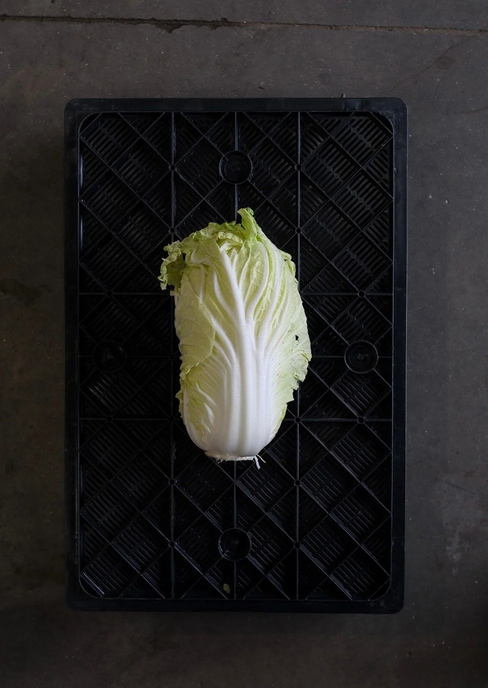 A globally adored brassica for good reason. 🥬
This Napa/Chinese cabbage is so versatile it can be simply eaten raw as a salad, stir fried, fermented, stuffed, steamed roasted or grilled. Robust and long lasting, nutrient dense and wholesome. Cabbag