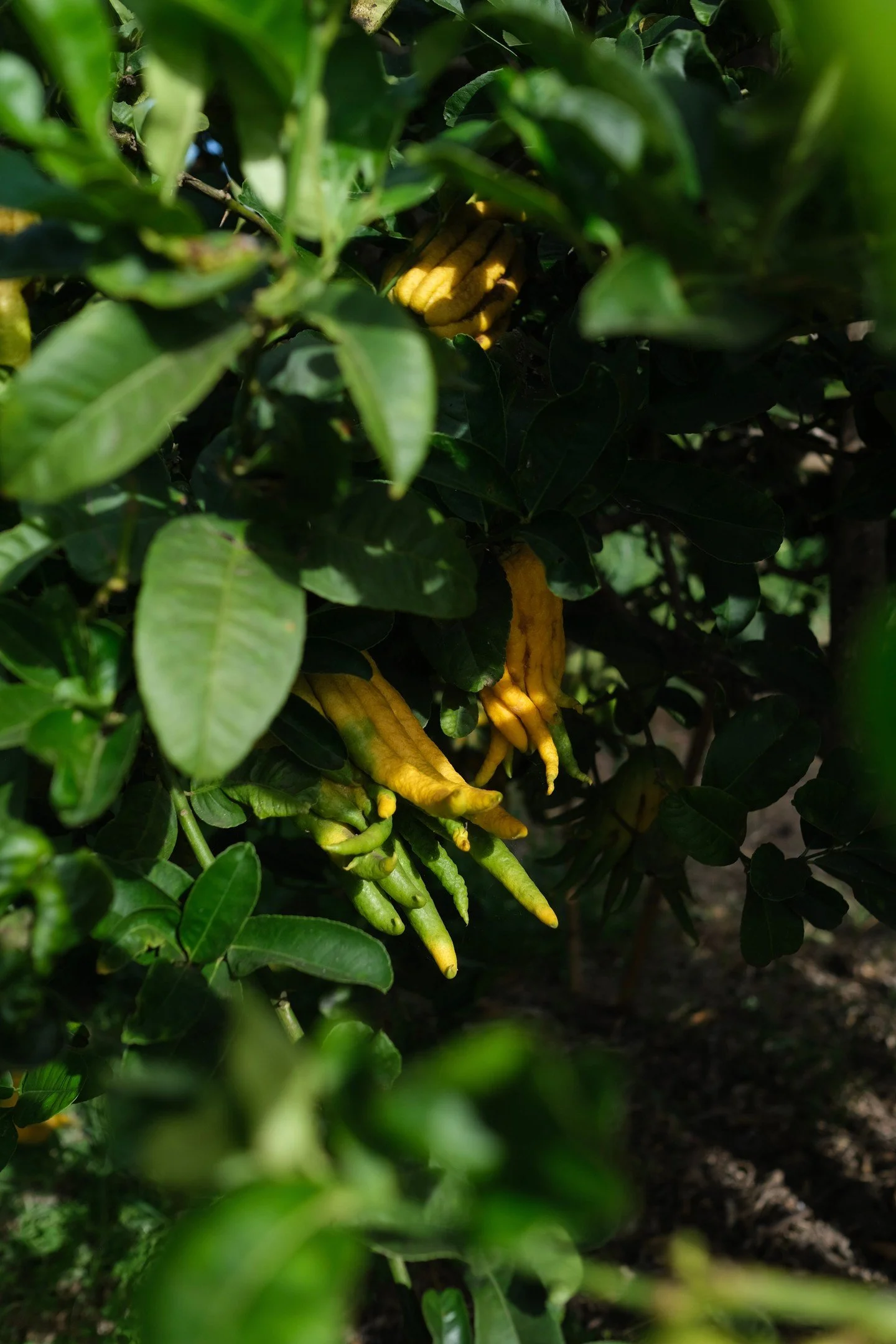 Buddha hand citrons from the @todolicitrusfundacio have become a mainstay of our citrus season. 
Originating from China and northern India, citrons were some of the first citrus to be domesticated from the wild Citrus Medica. Its existence is record