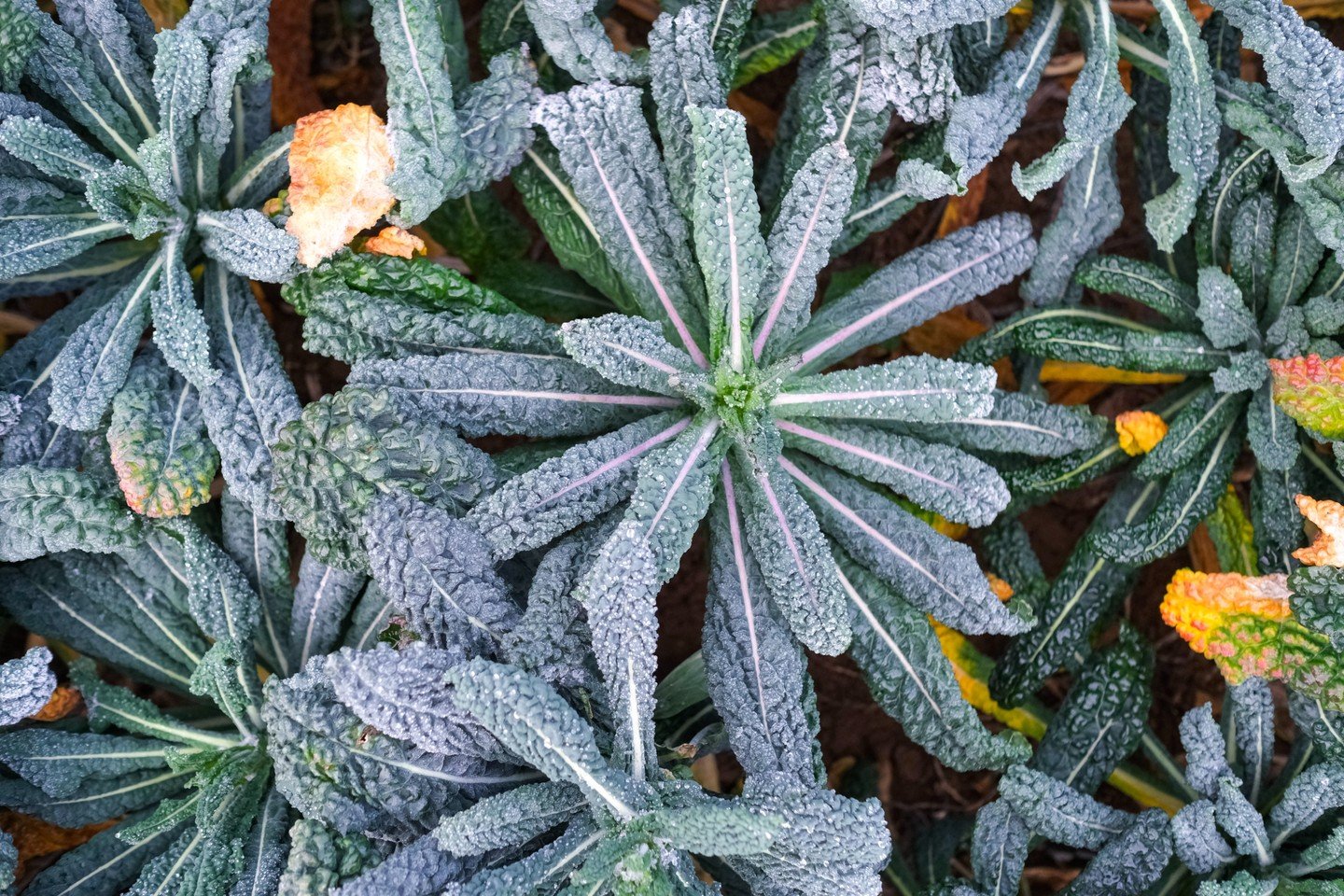 With weather like this taking grip, its the hardy winter veg that holds fast like a regiments of ice braving commando's, not cracking, just adapting... 👮&zwj;♀️

Kales such as this black variety begin to severely crinkle up, reducing frost exposure,