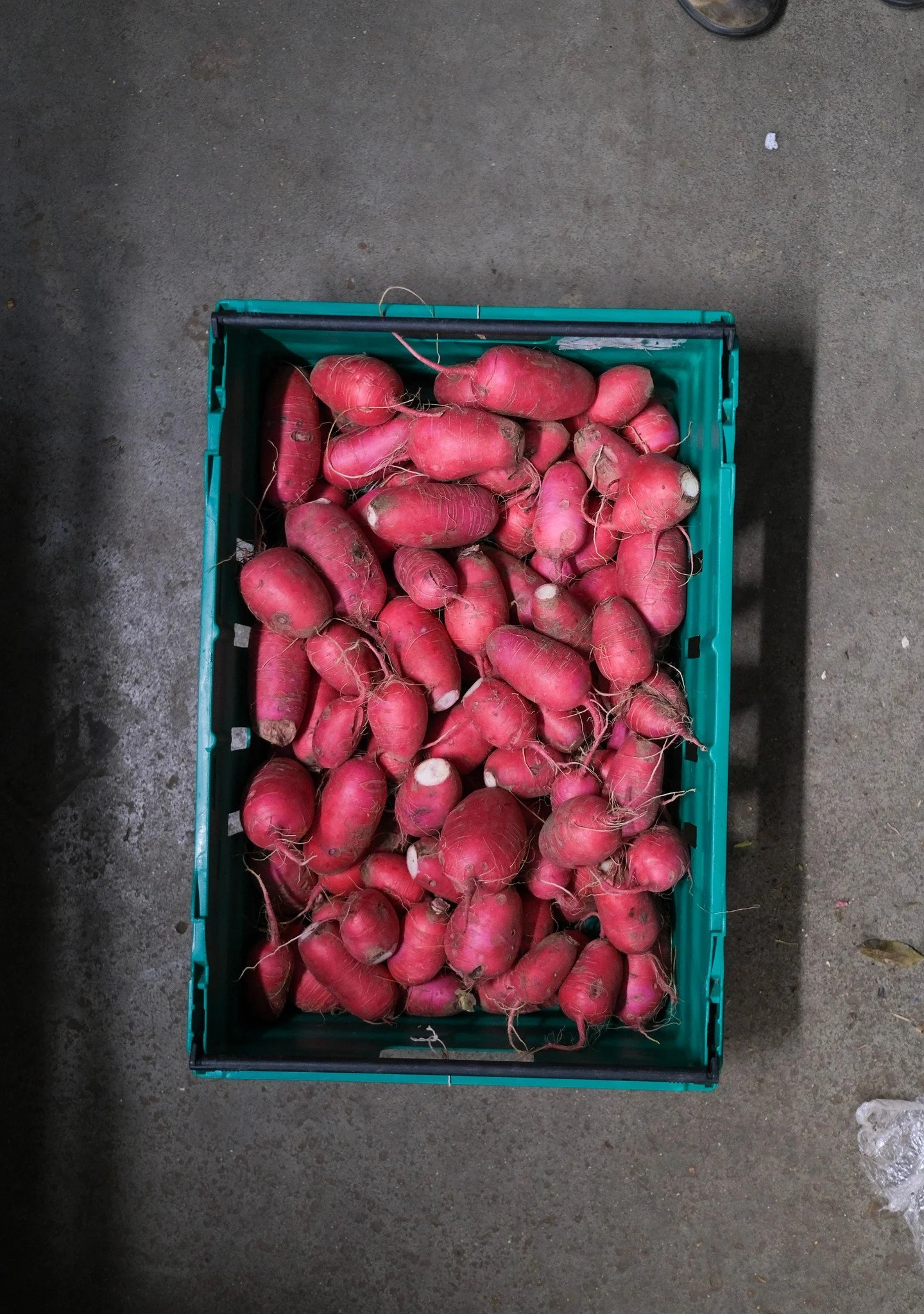 It's winter veg time... 

Winter Radishes - Clearwater Farm 
Watercress - @kingfisherfarmshop
Black Kale - @secrettsmilford
Solvita Carrots - @growinglocalhereford Southside Farm

And Stuart, cutting watercress by hand.... 

#winterveg #eatseasonal #