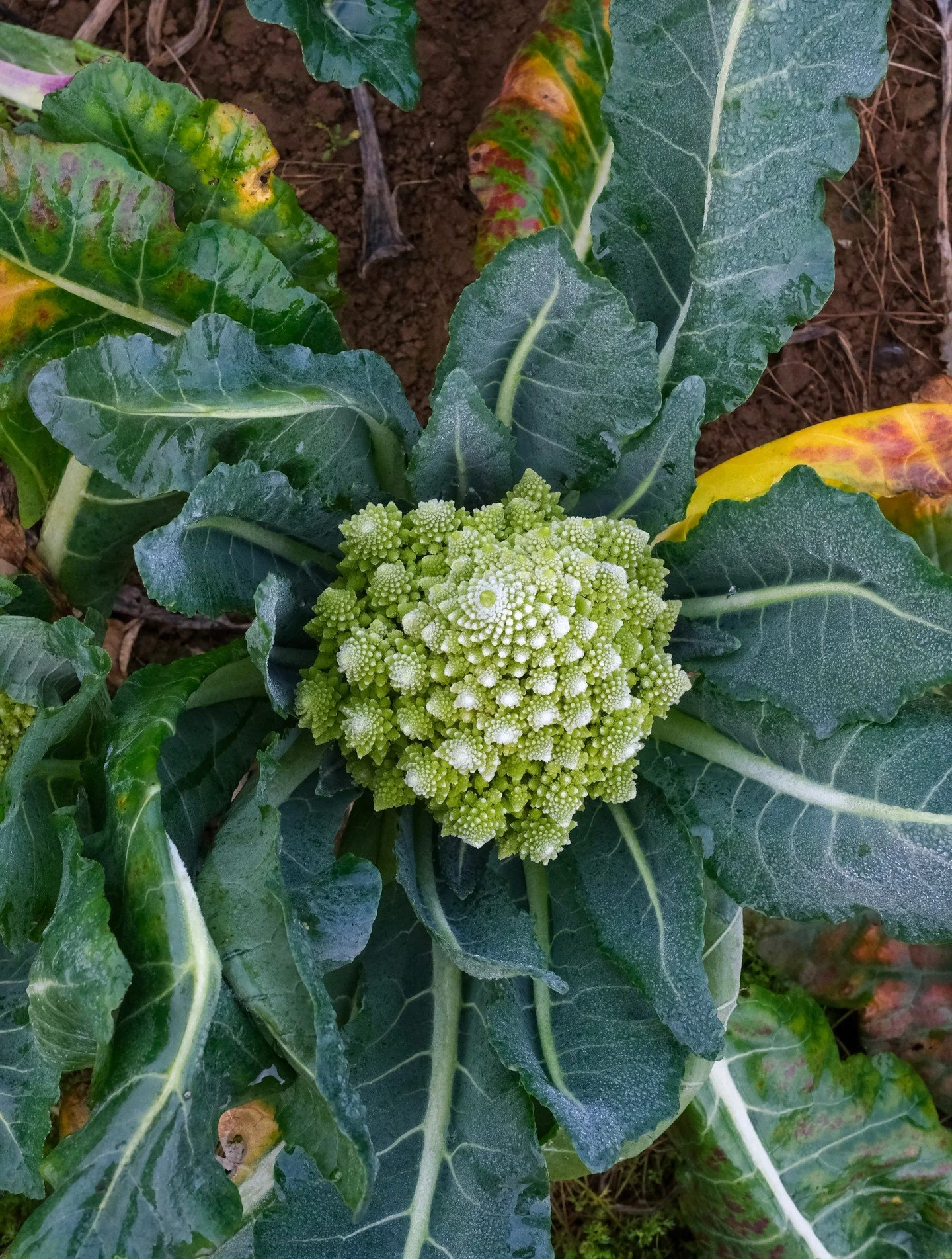 The frosts continue to bite but the veg continues to flourish! 🥦

Crop planning is a huge part of our operation at this time of year. We work with over sixty farms at the moment and so its a big game of Tetris, roulette, poker, monopoly deal and mus
