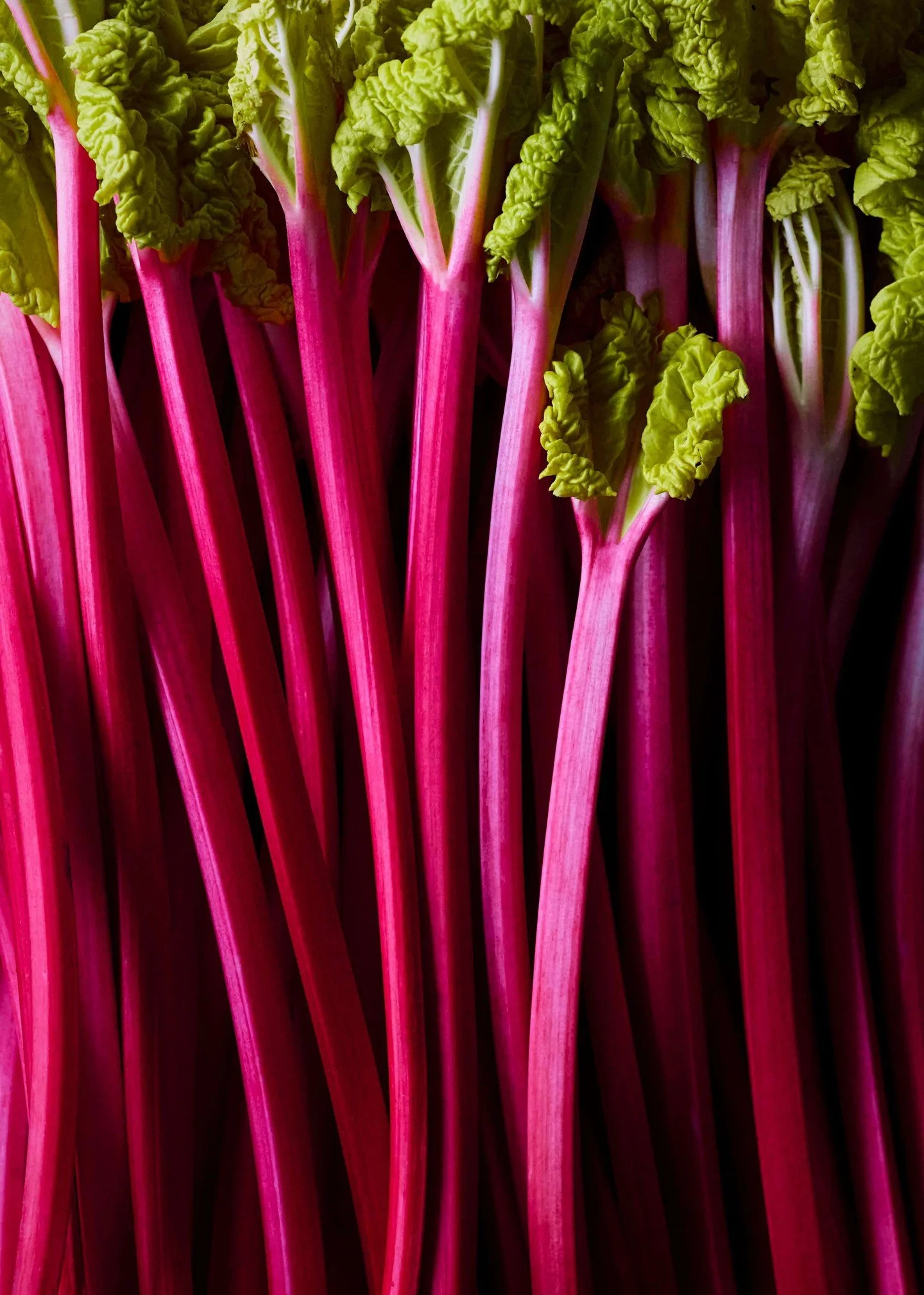 Cupids arrows... Squeaking shafts of seasonal seductiveness. Our forced rhubarb is grown by the venerable @myattsofmockbeggar in repurposed apple storage sheds. 

Crowns are established over a minimum of two years, fed with manure, out in the fields.