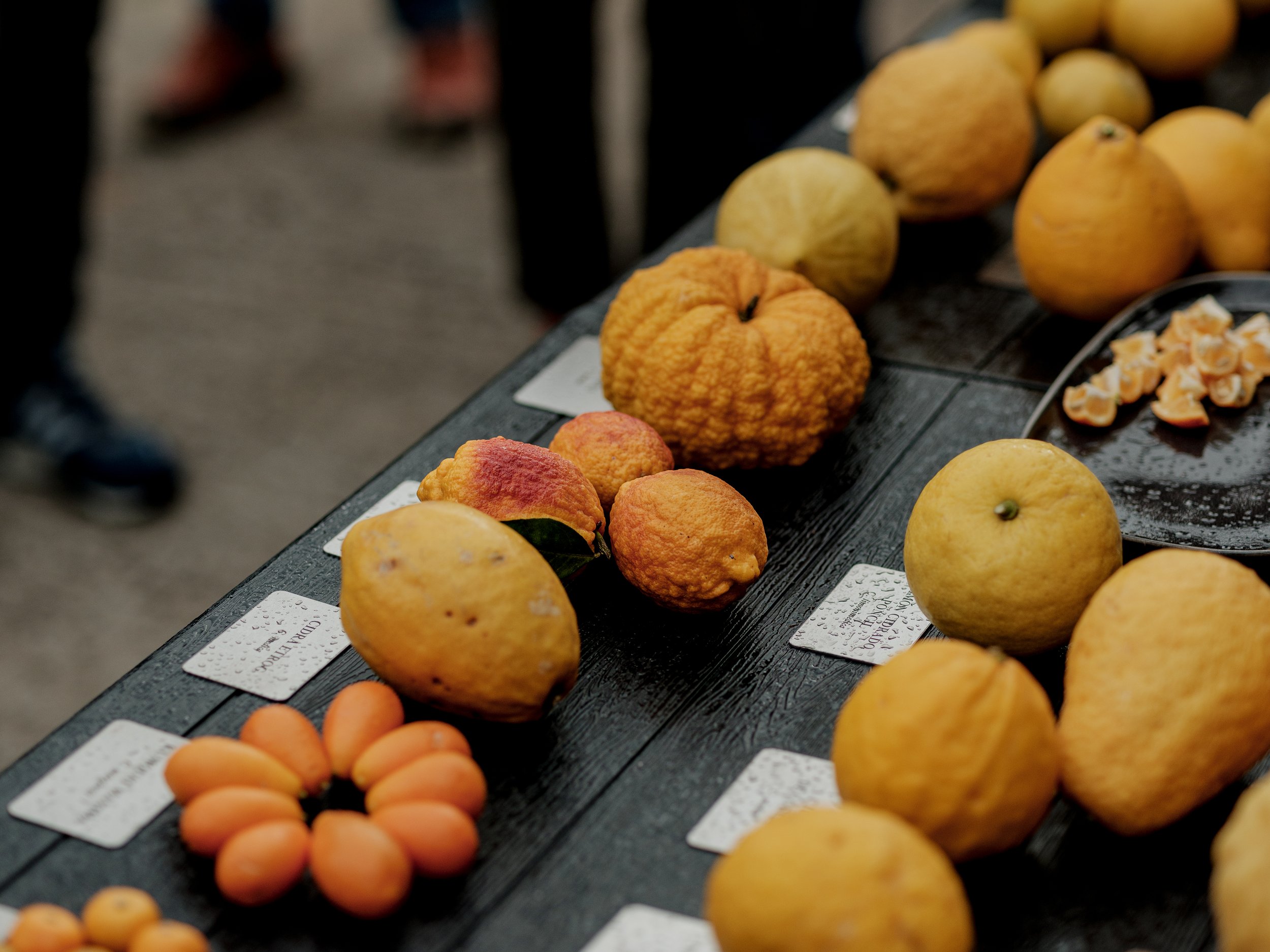 TODOLI CHEF TRIP (2026)