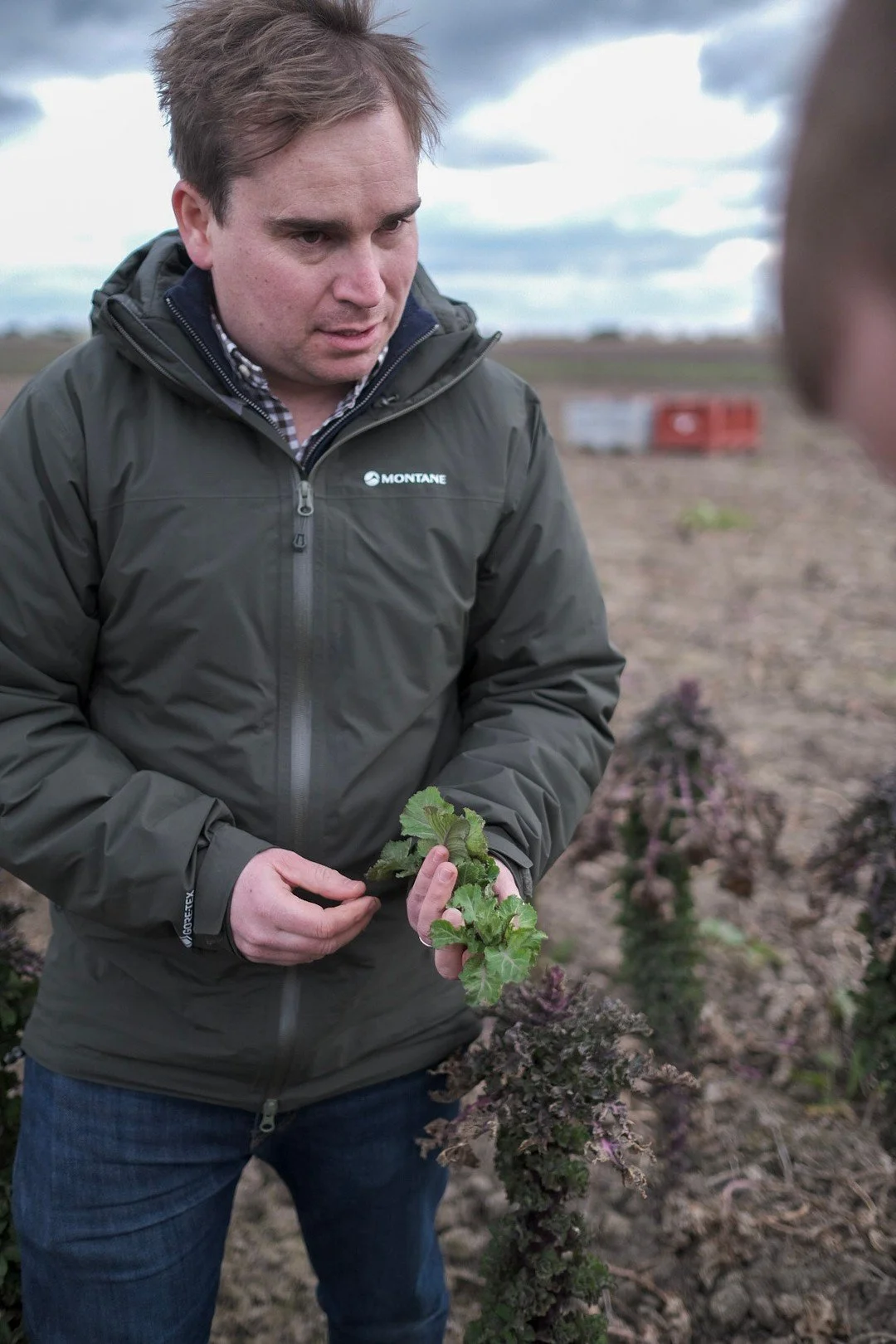 Our mates Tobias and Clive of @bedlamfarmsorganic showing us Kalette and Rhubarb production in the Peterborough Fens, a famously agricultural and fertile region. 

Working with Bedlam is a snippet of the future of agriculture in our view. Organic, hi