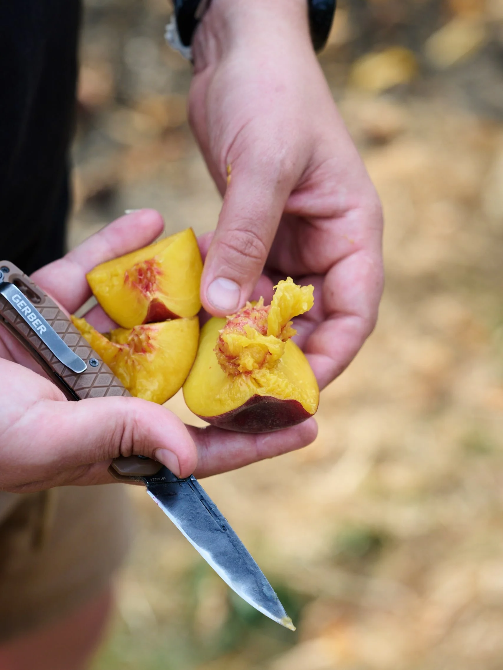 Surely stonefruits are the norther hemispheres answer to tropical flavours? Its been an incredible season so far in terms of flavour but these things don&rsquo;t happen just by accident. Its generations of knowledge and thousands of hours of nurture 