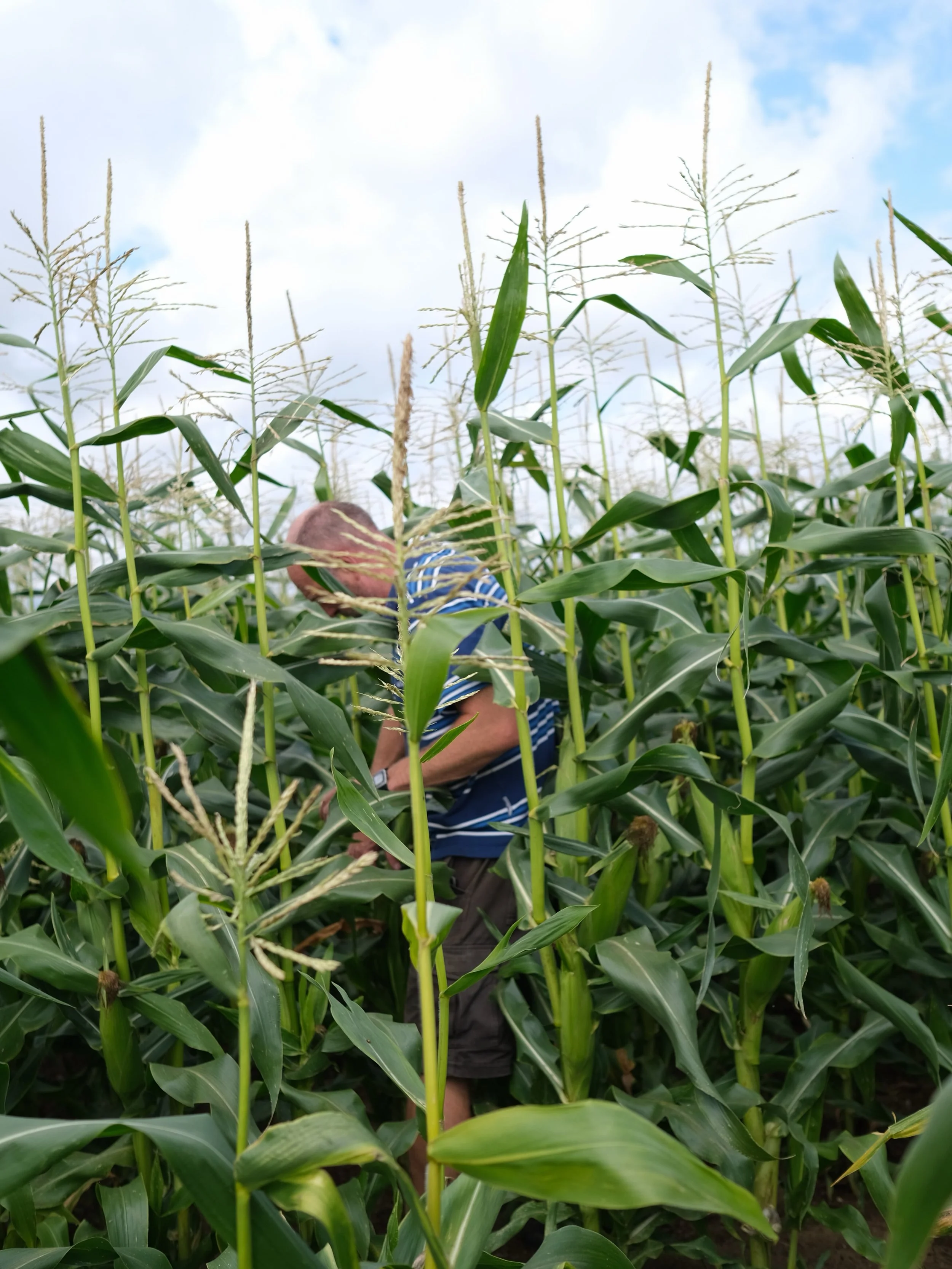 Mark Stroude is so corny. In the BEST OF WAYS! @culver.farm in Barcombe Mills, Sussex produces the SWEETEST and most delicious corn known to man. The season is surprisingly short so get in there while the getting is good! 🌽 🌽 🌽 

#britishfarming #
