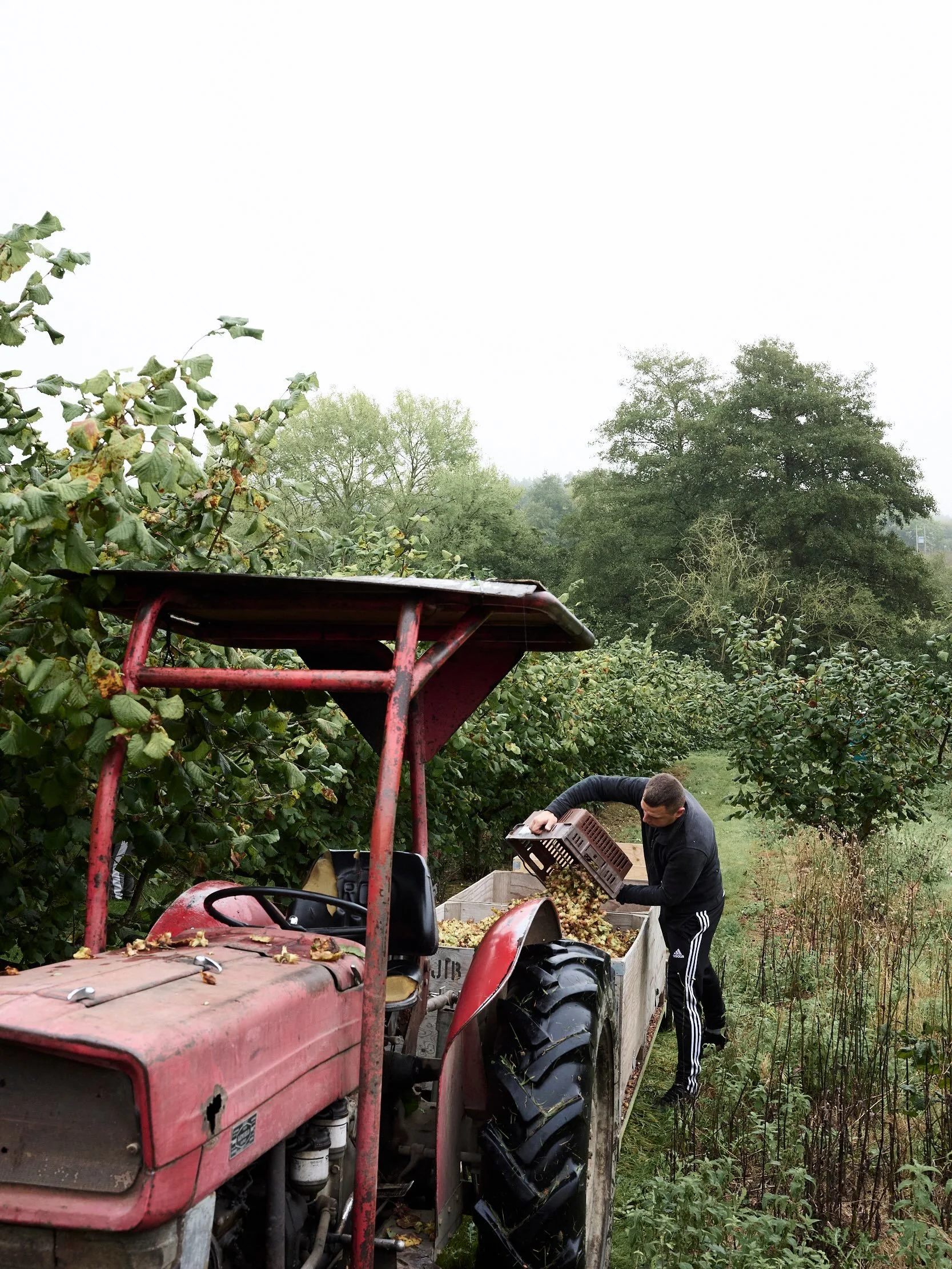 We&rsquo;re poised in anticipation for this year&rsquo;s Kent Cobs. 

We&rsquo;re getting stuck in with the resurgence in popularity of the cobnut (as well as UK grown Hazelnuts) being on the @glastonburynutfarm board of nutters and soon to be commit