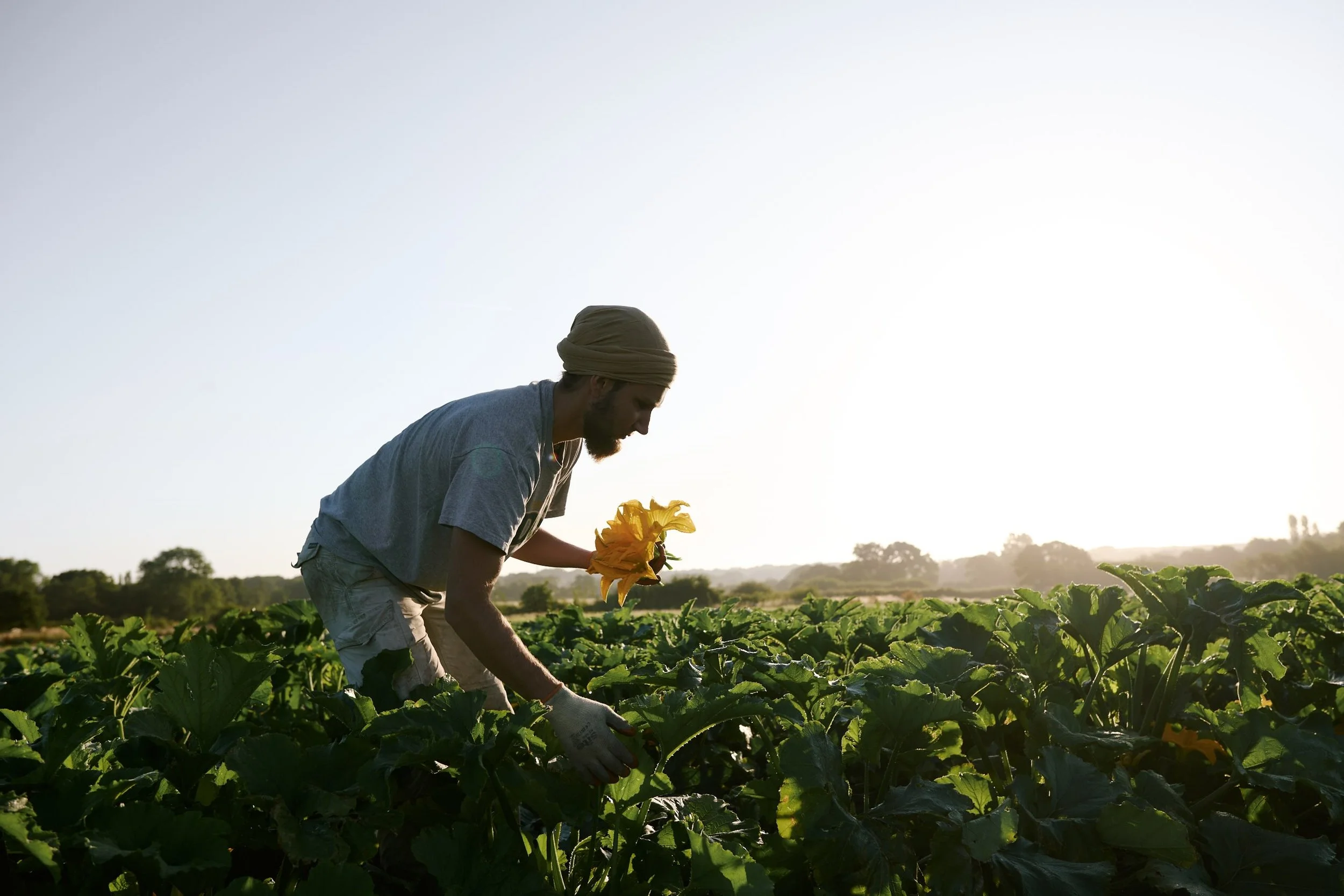 Ian from Clearwater farm harvesting courgette flowers early before the heat. They&rsquo;ll be heading to the likes of @littleduckthepicklery @the_woodcotegraffham @thegeorgepublichouse and @burnt_restaurant .

The people that have no choice but to ad