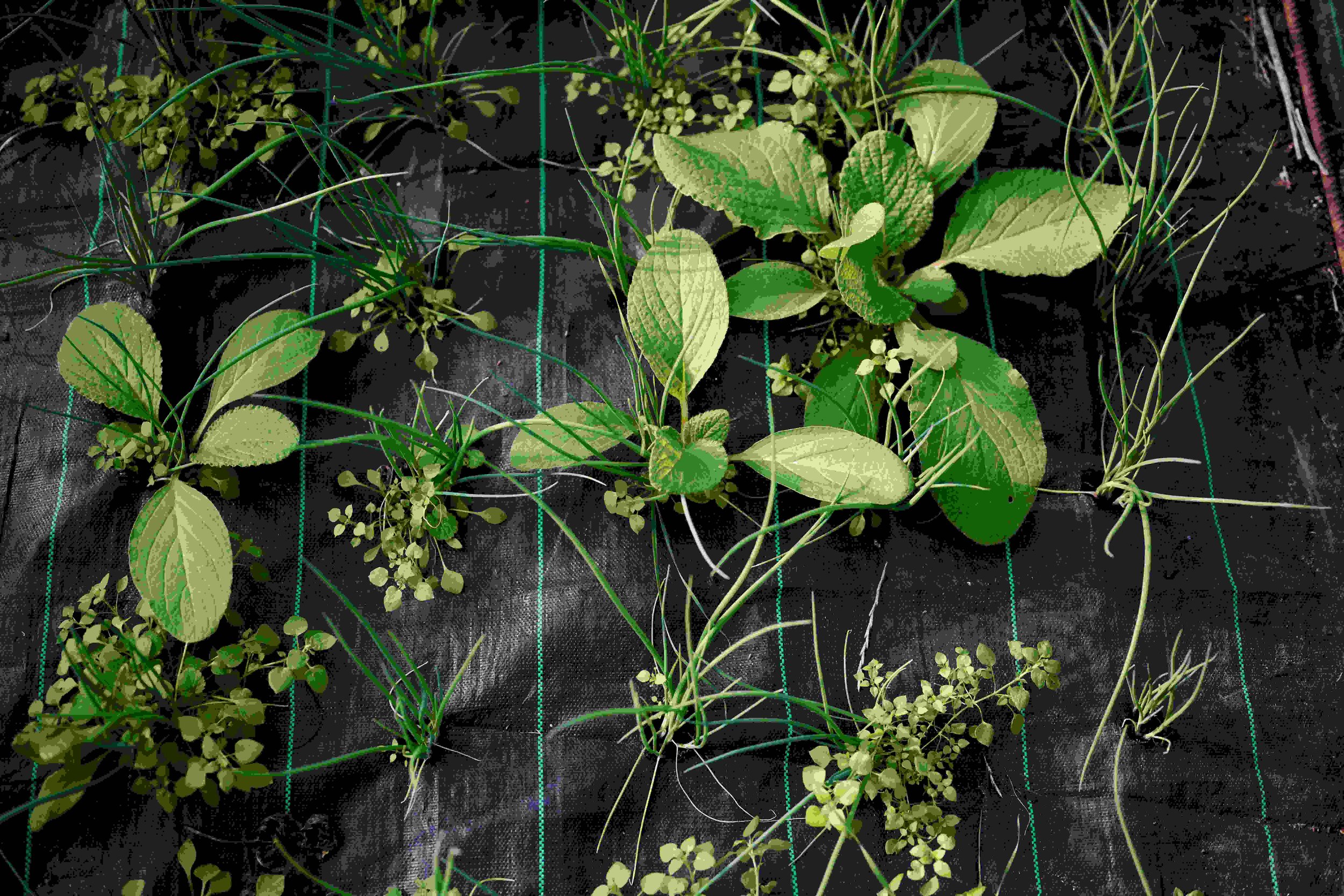 Sutton Community Farm