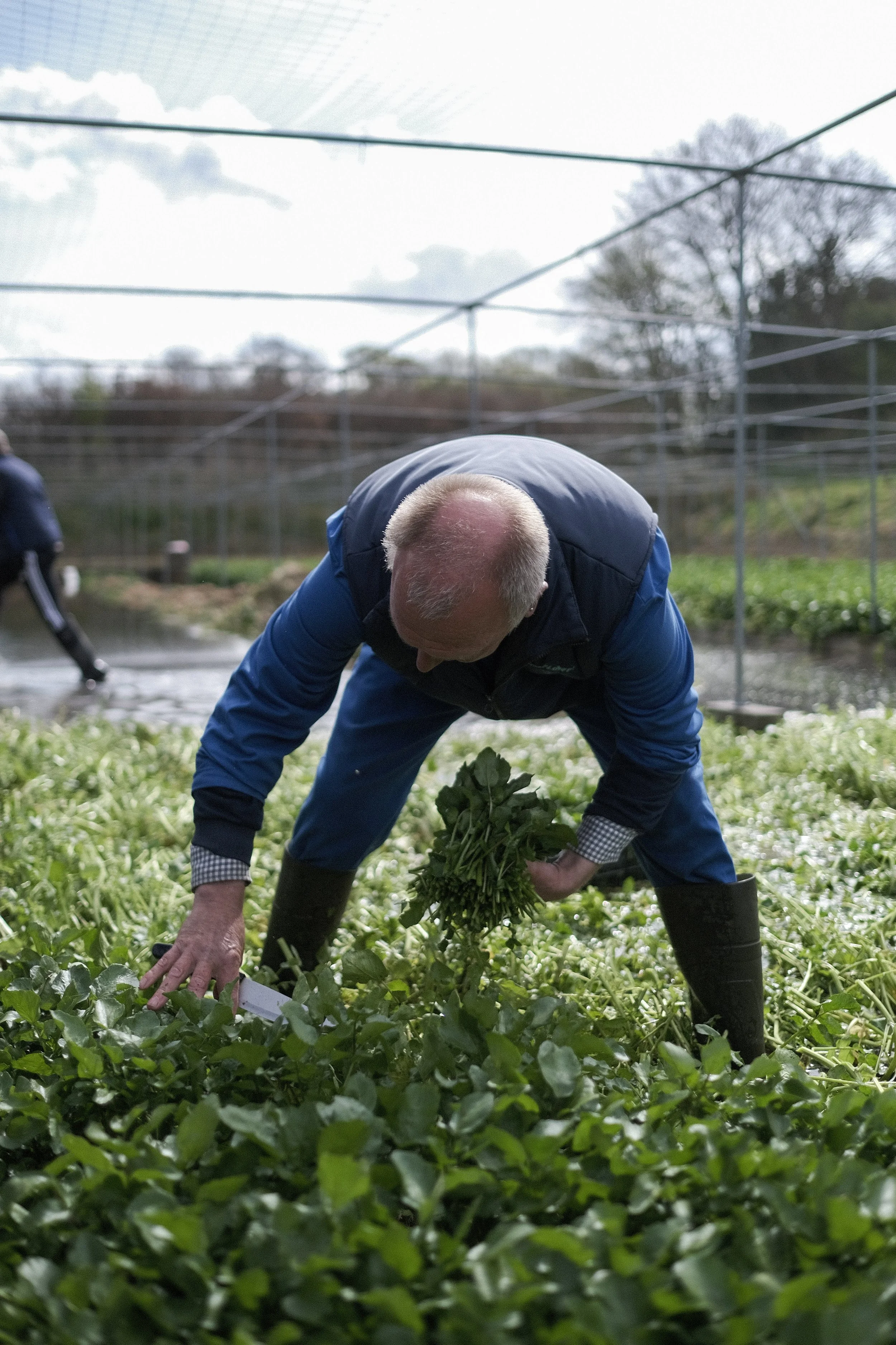 Kingfisher Watercress