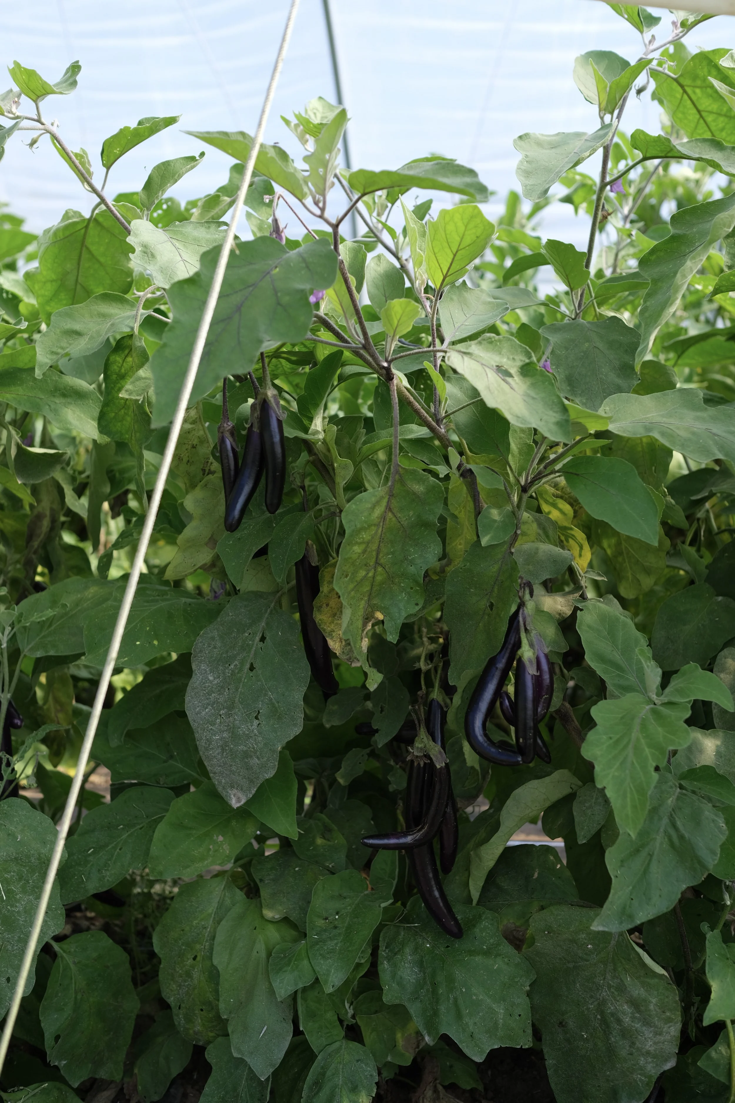 Frensham Market Farm