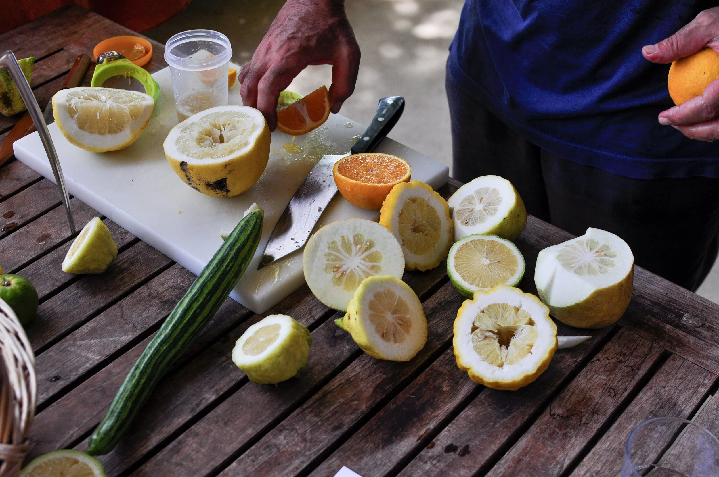 Todoli Citrus Foundation