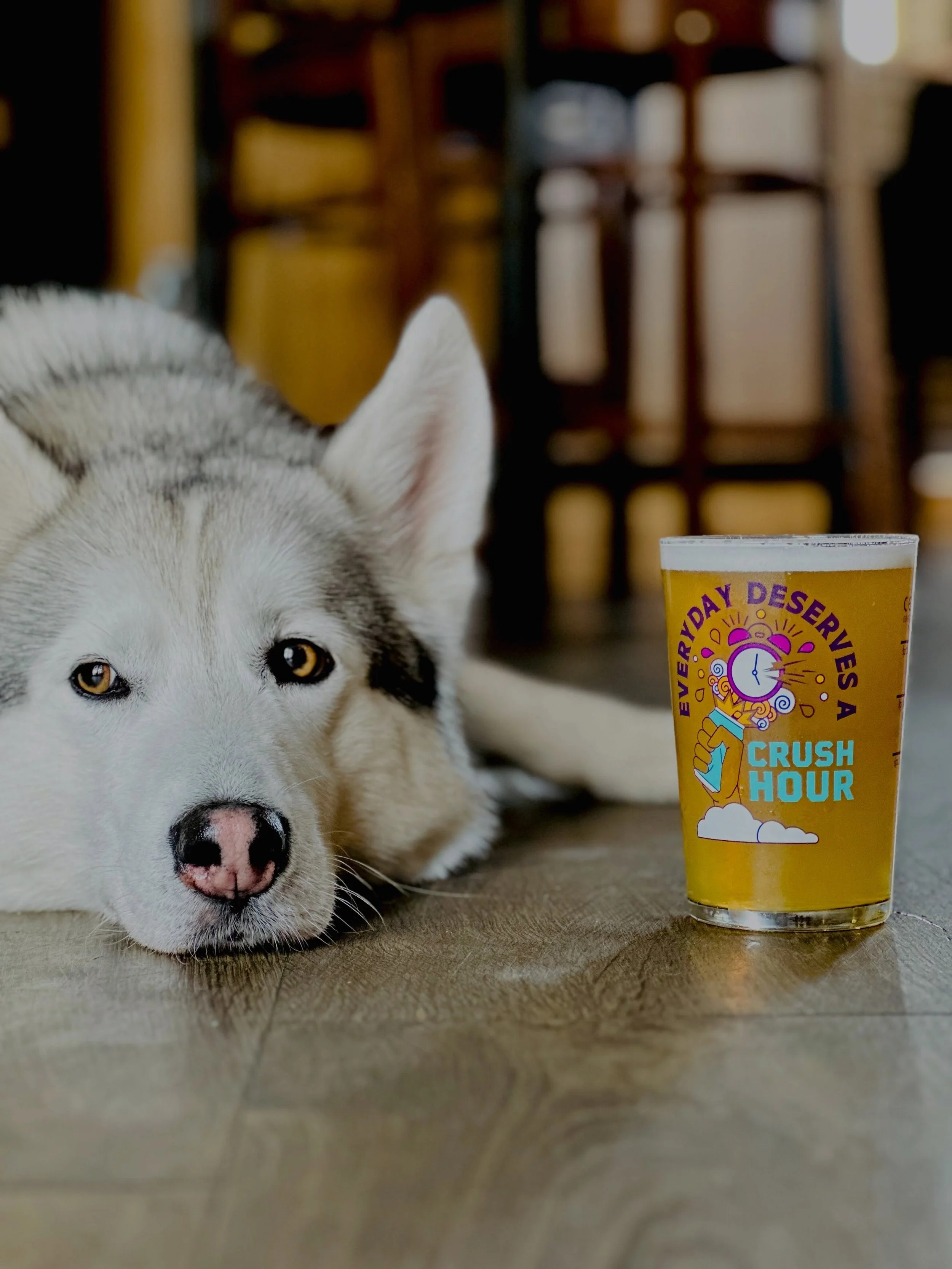 🐺 Even Luther knows Thursdays are for the quiz&hellip; 🍺

A pint of Vocation&rsquo;s Crush Hour, a comfy spot, and the countdown to quiz night is on!

🧠 Speed Quiz
🕢 Tonight from 7:30pm
🏆 Fast-paced, fun, and prizes up for grabs!

We&rsquo;ve st