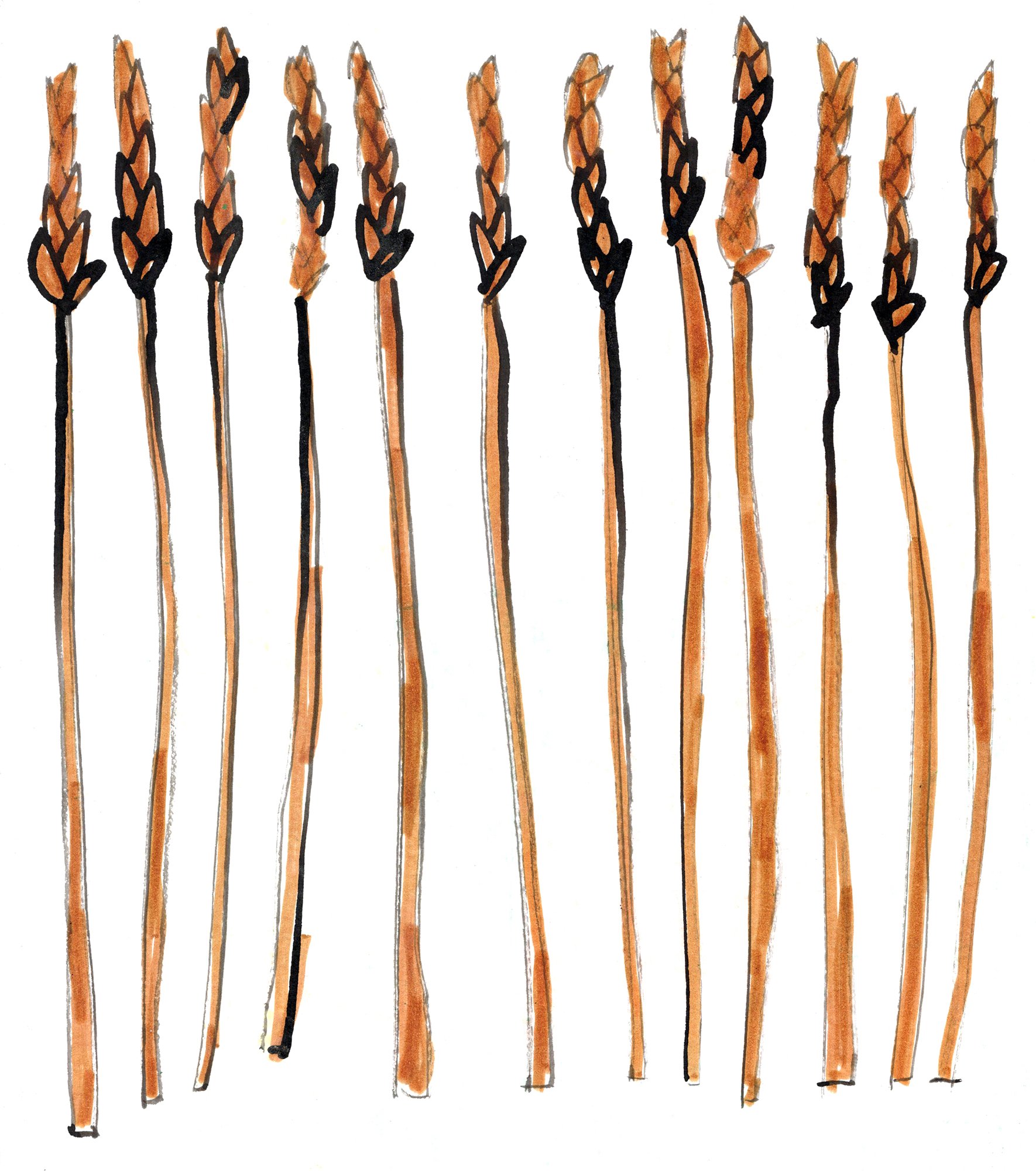 Icelandic grass, made during Fish Factory residency, Iceland