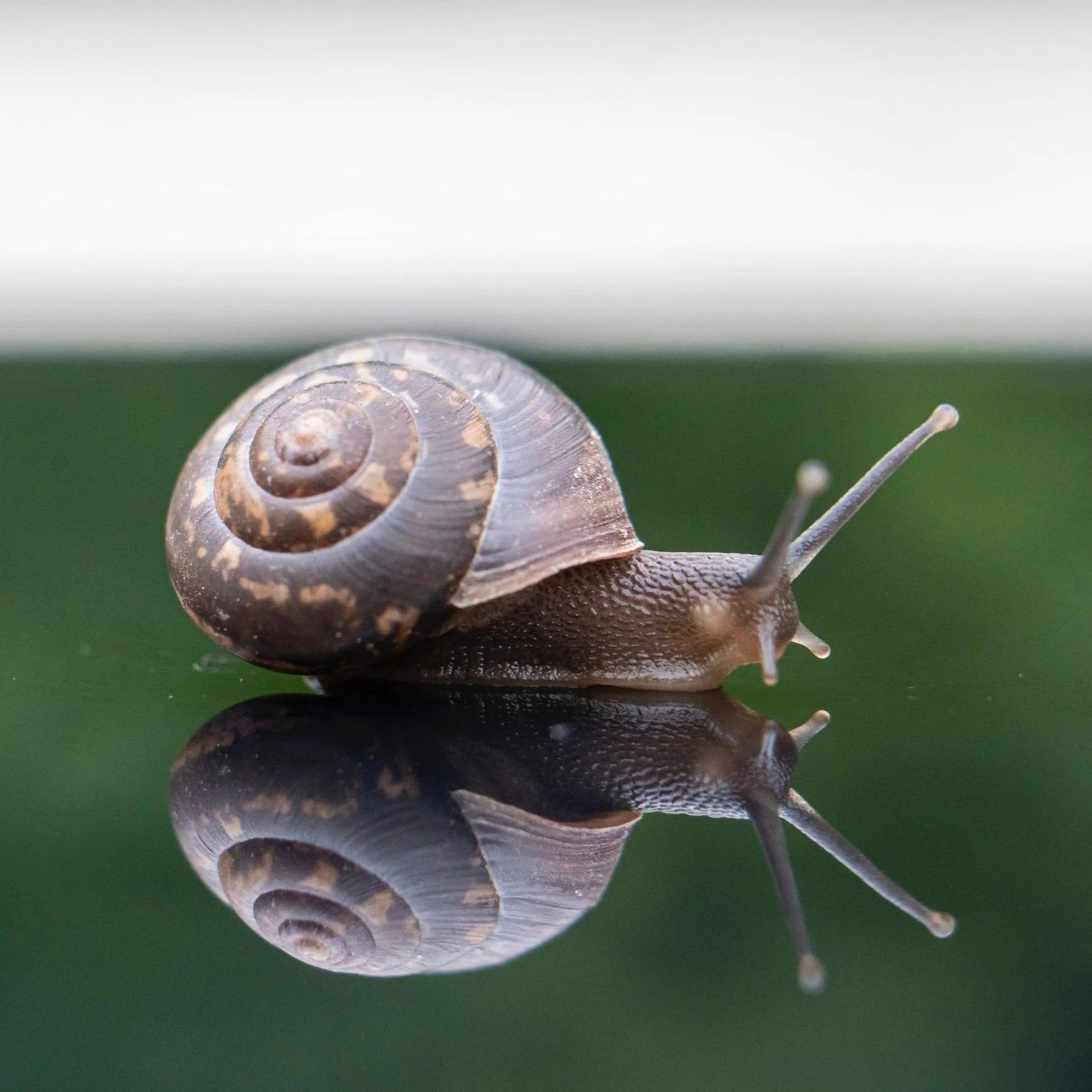 Slowing down. On purpose.