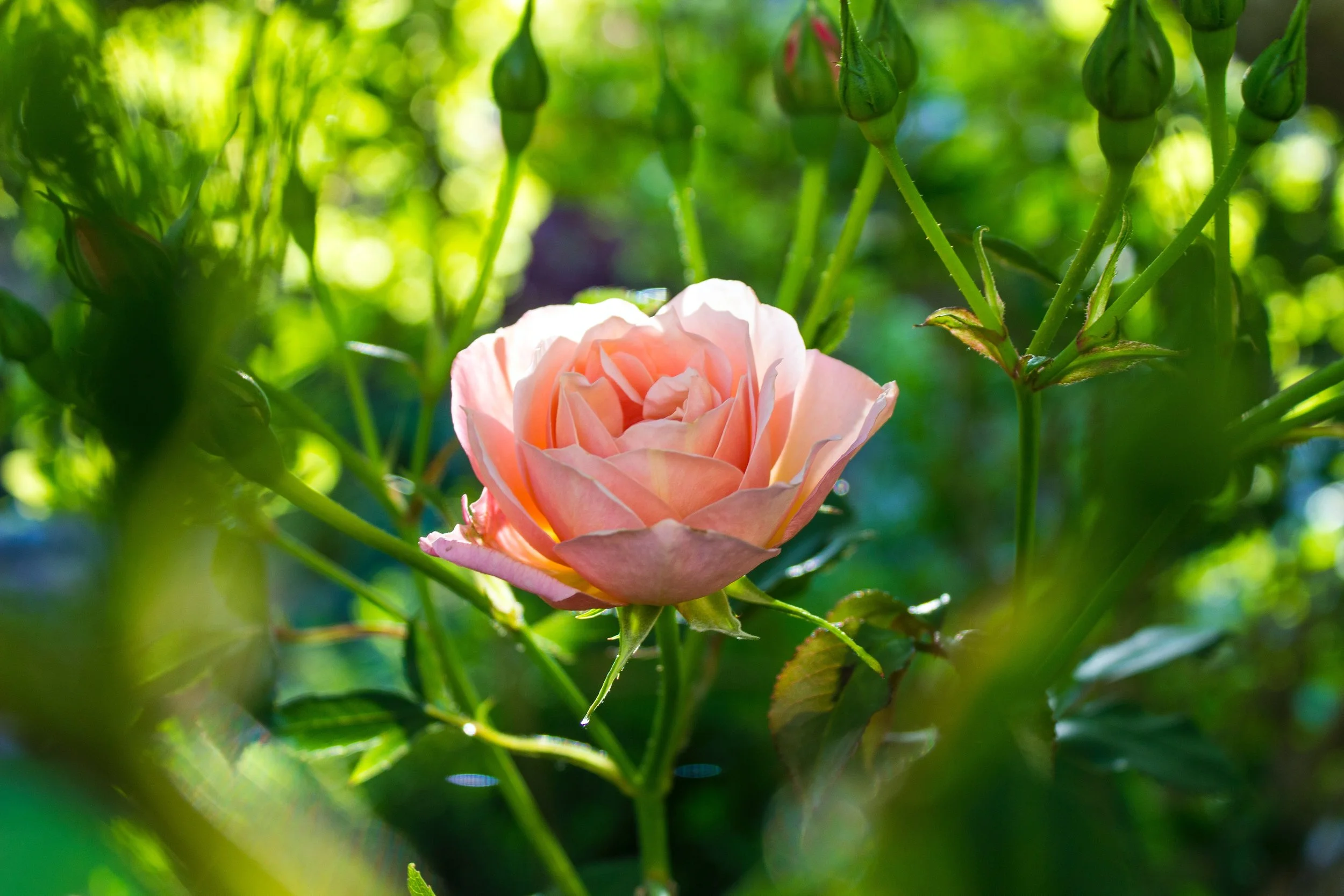 Taking time to smell the roses