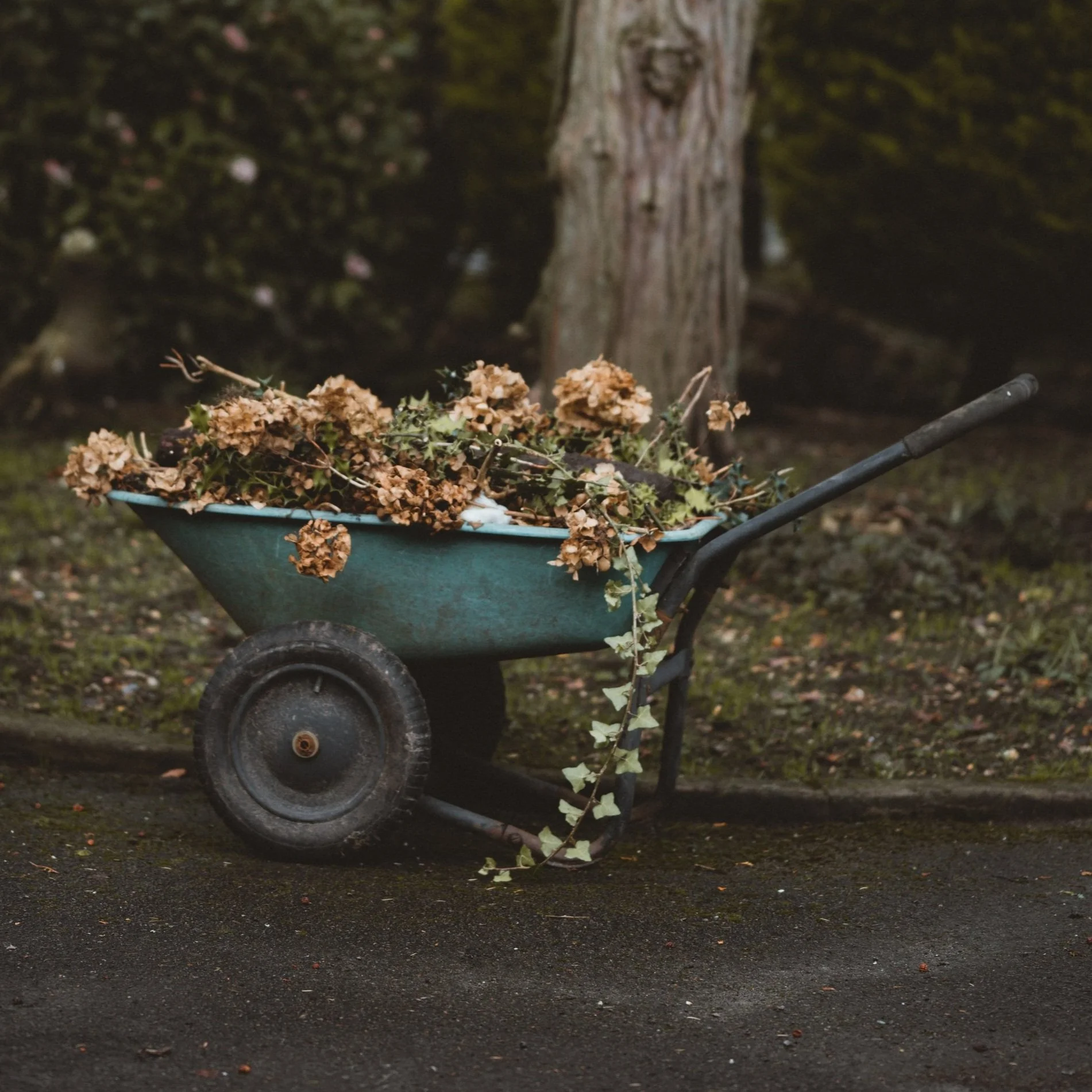 Letters to my daughters: PRUNE