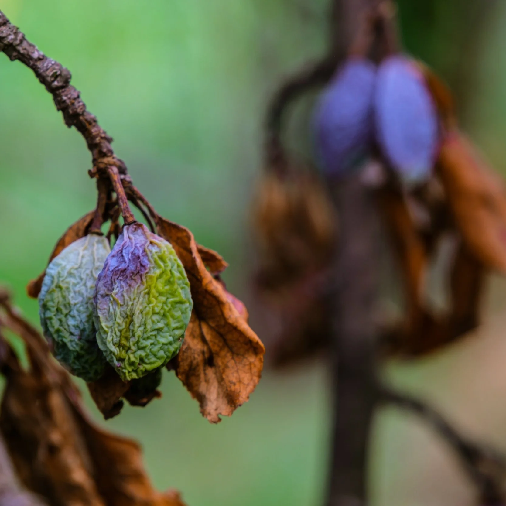The Big Prune 