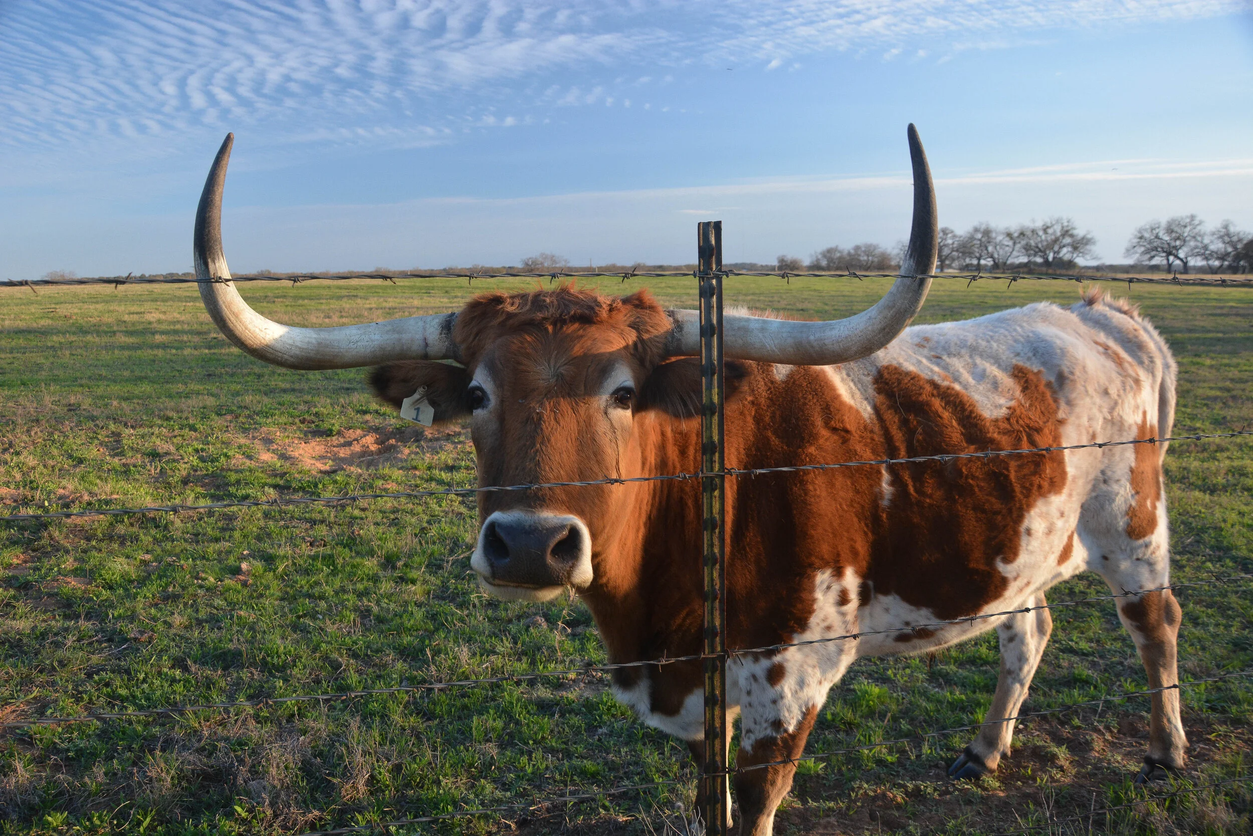 Longhorn.jpg
