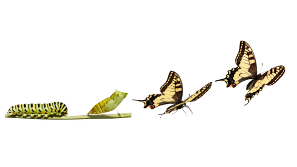 Phases of Individual Transition and Change Within Organization Transformation