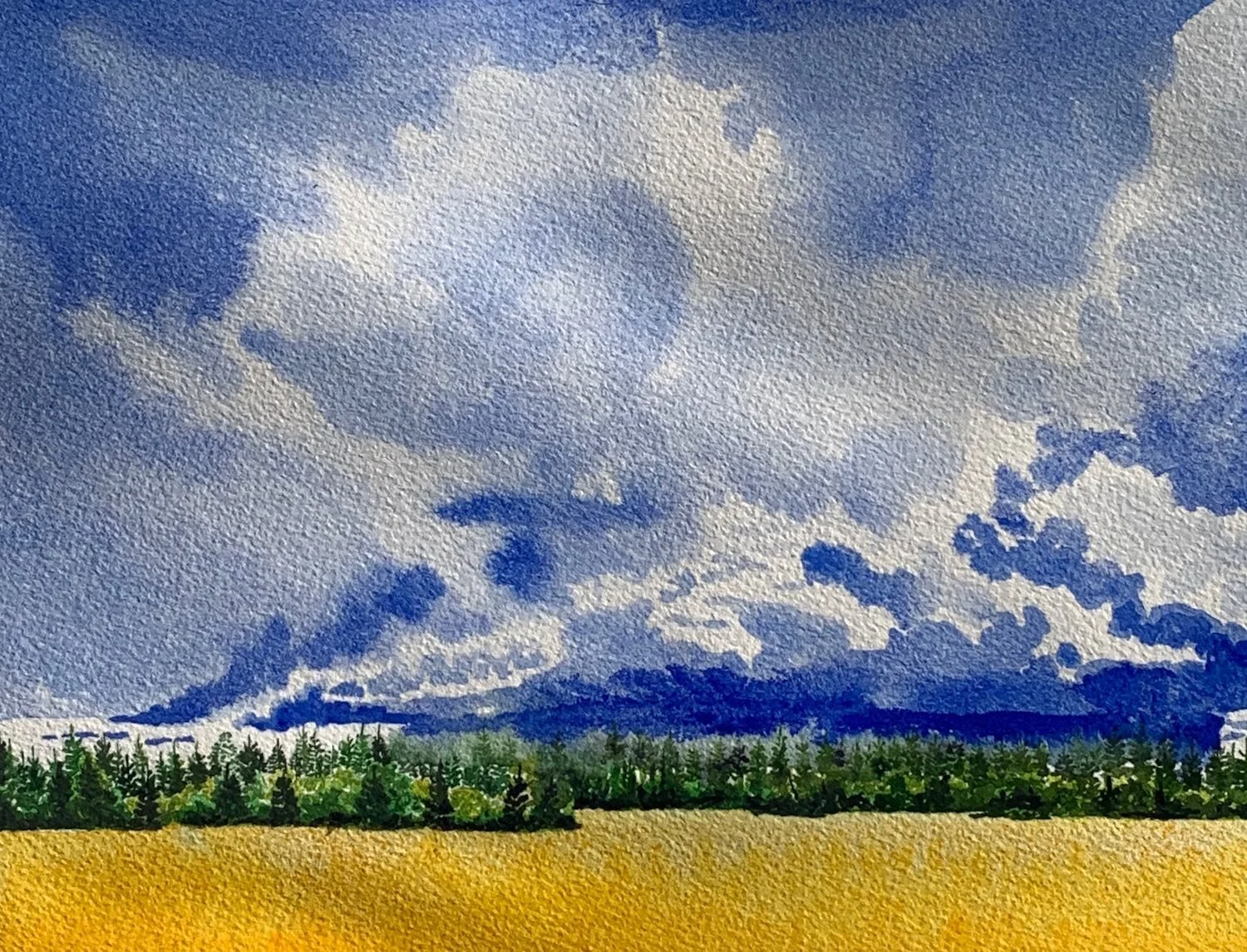 Summer Fields Watercolour Shelley Williamson Artistry Alberta Gold.jpg