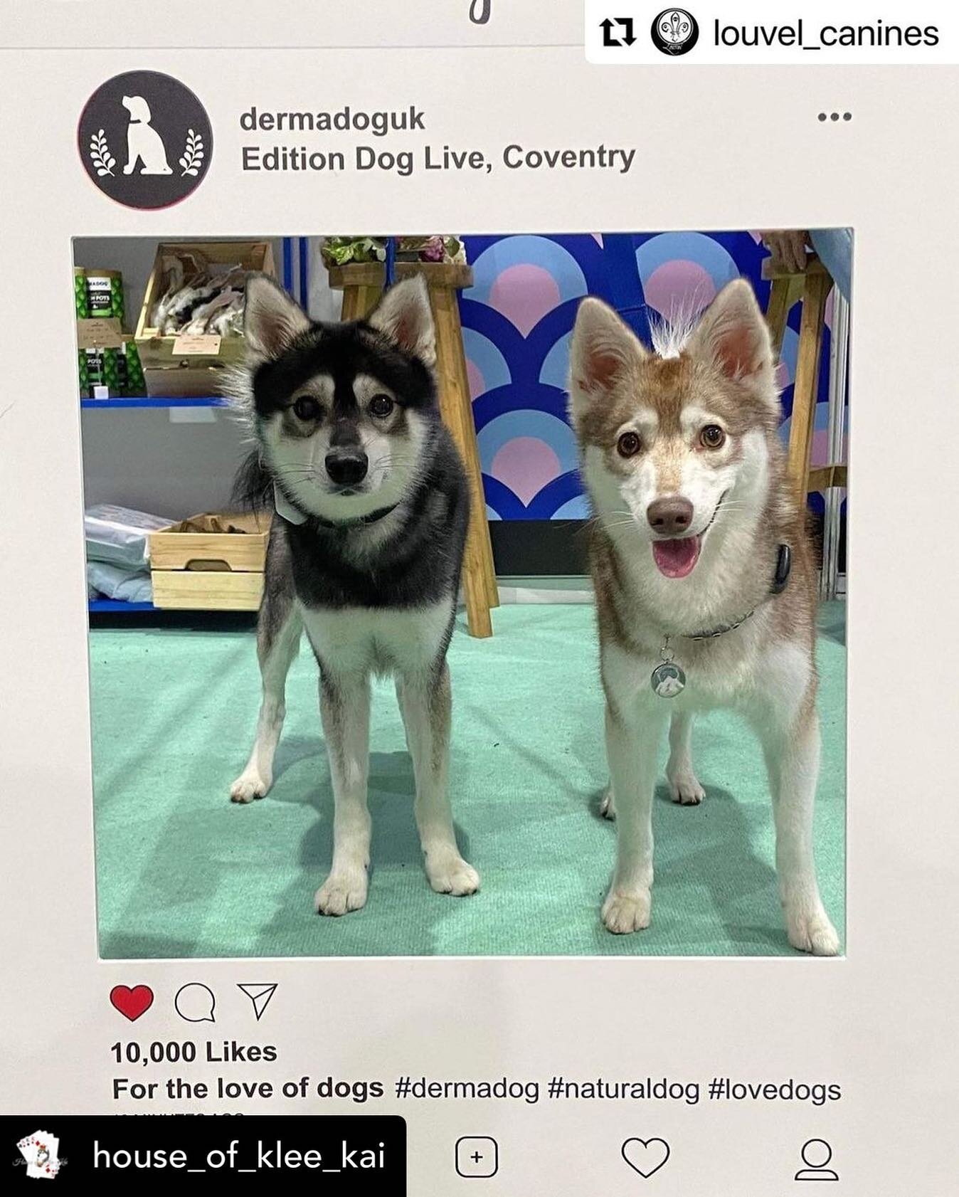 An honour to meet @house_of_klee_kai and @louvel_canines @editiondoglive 
・・・
We love @dermadoguk and got to visit their stall at @editiondoglive!
&mdash;&mdash;&mdash;
@akkaoa @akkaob
