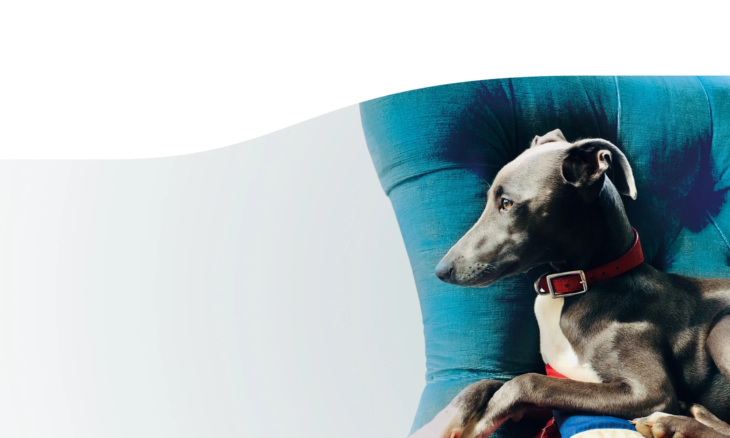 Stockists — Dermadog Natural Dog Care