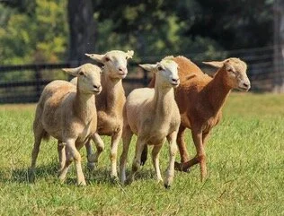 sheep.jpg
