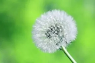 Your Breath Spreads Seeds, Speak My Living Words to the World