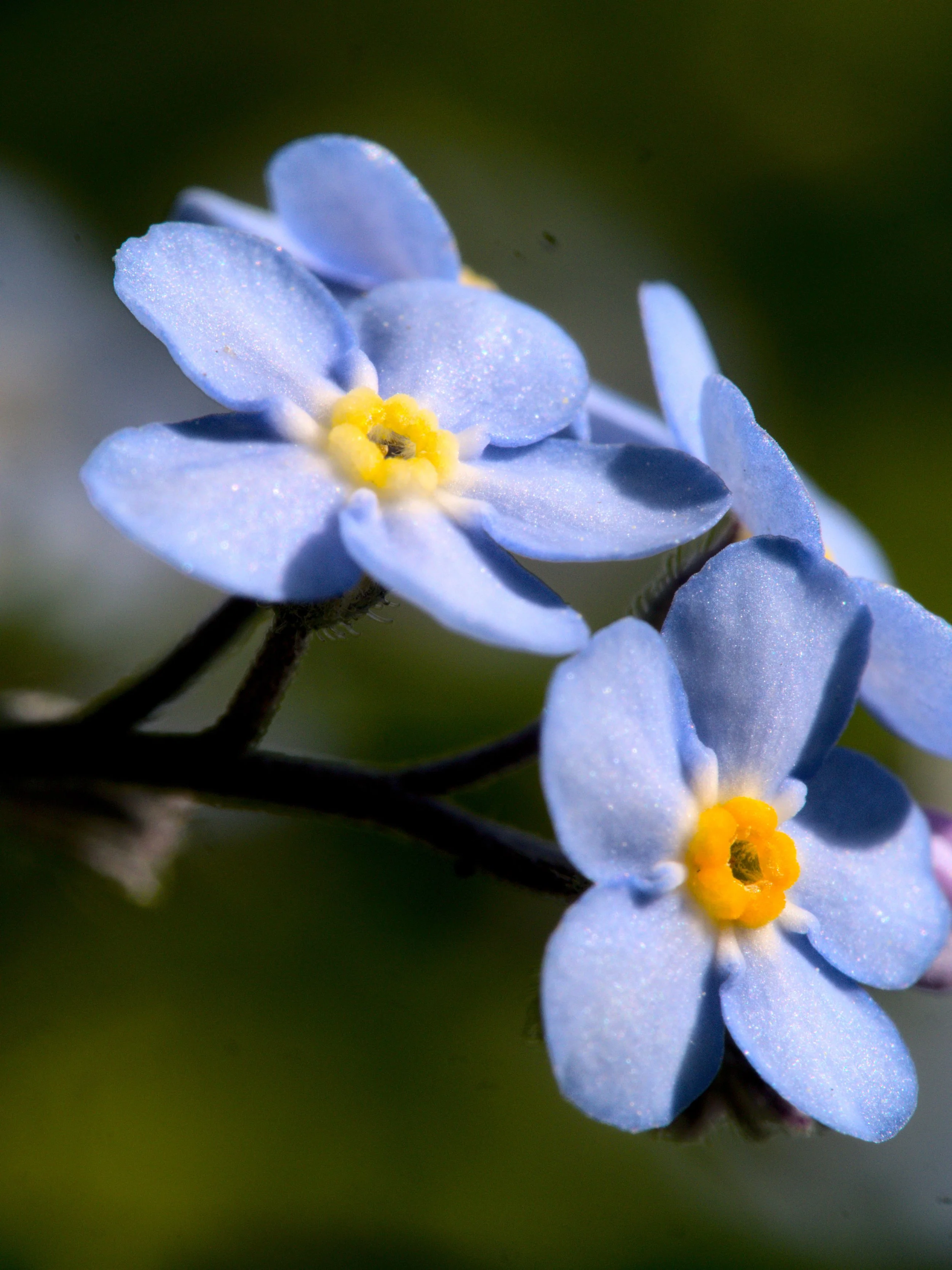 Forget Me Not!