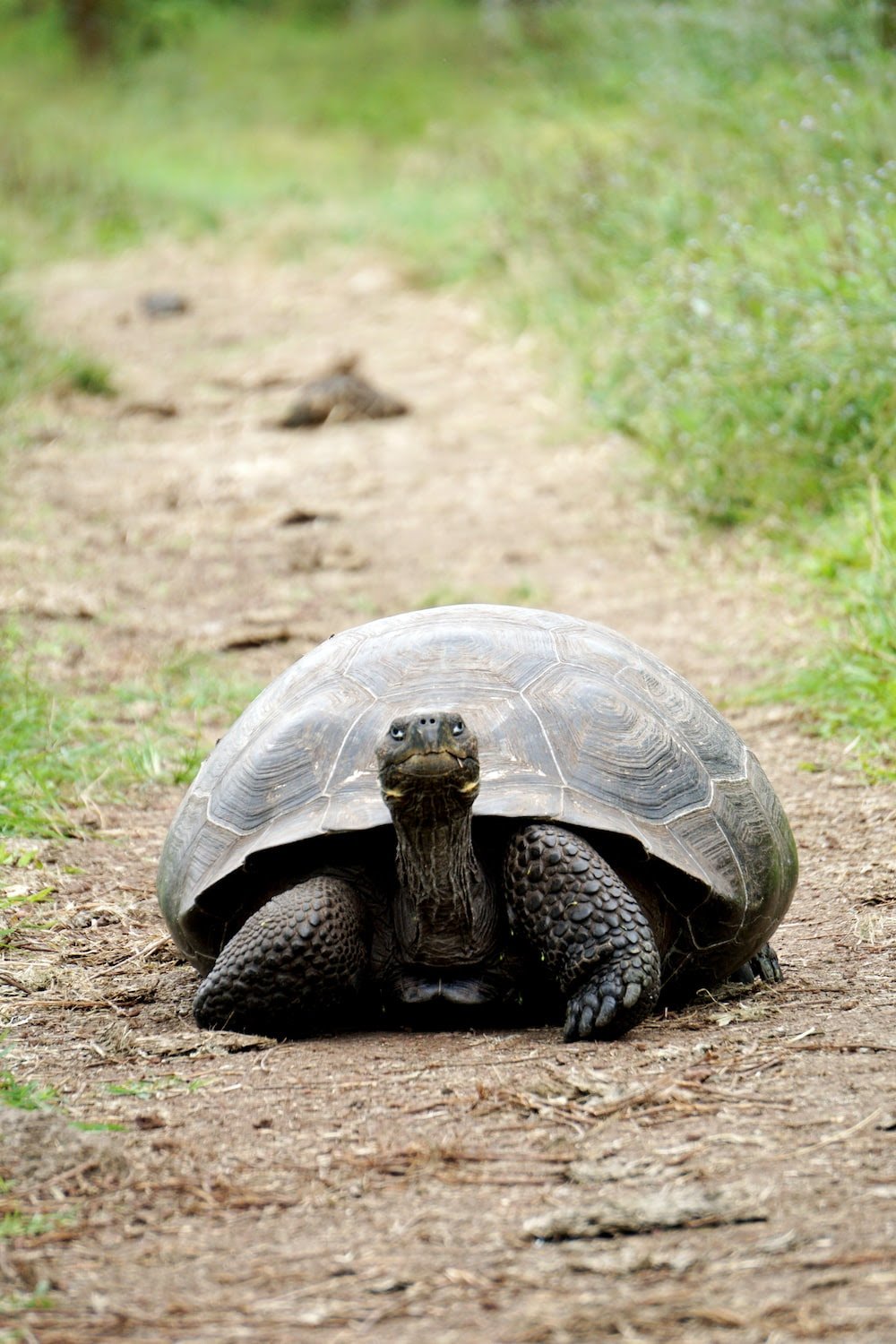 Go as Slow as a Turtle