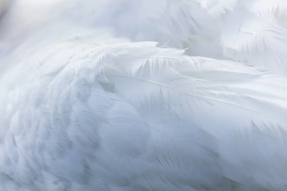 Soft Landings