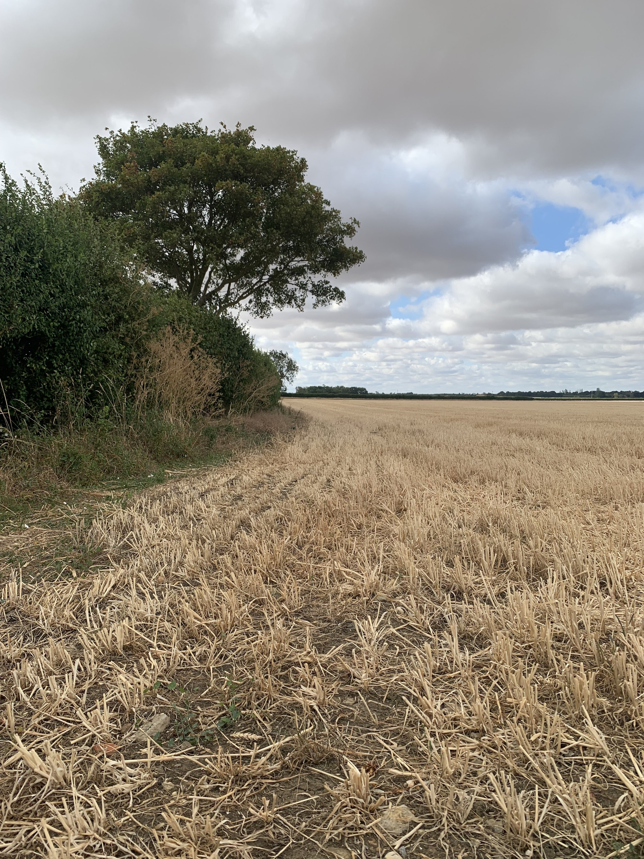 The Hares, the Stubble Fields and the Passing of Time…