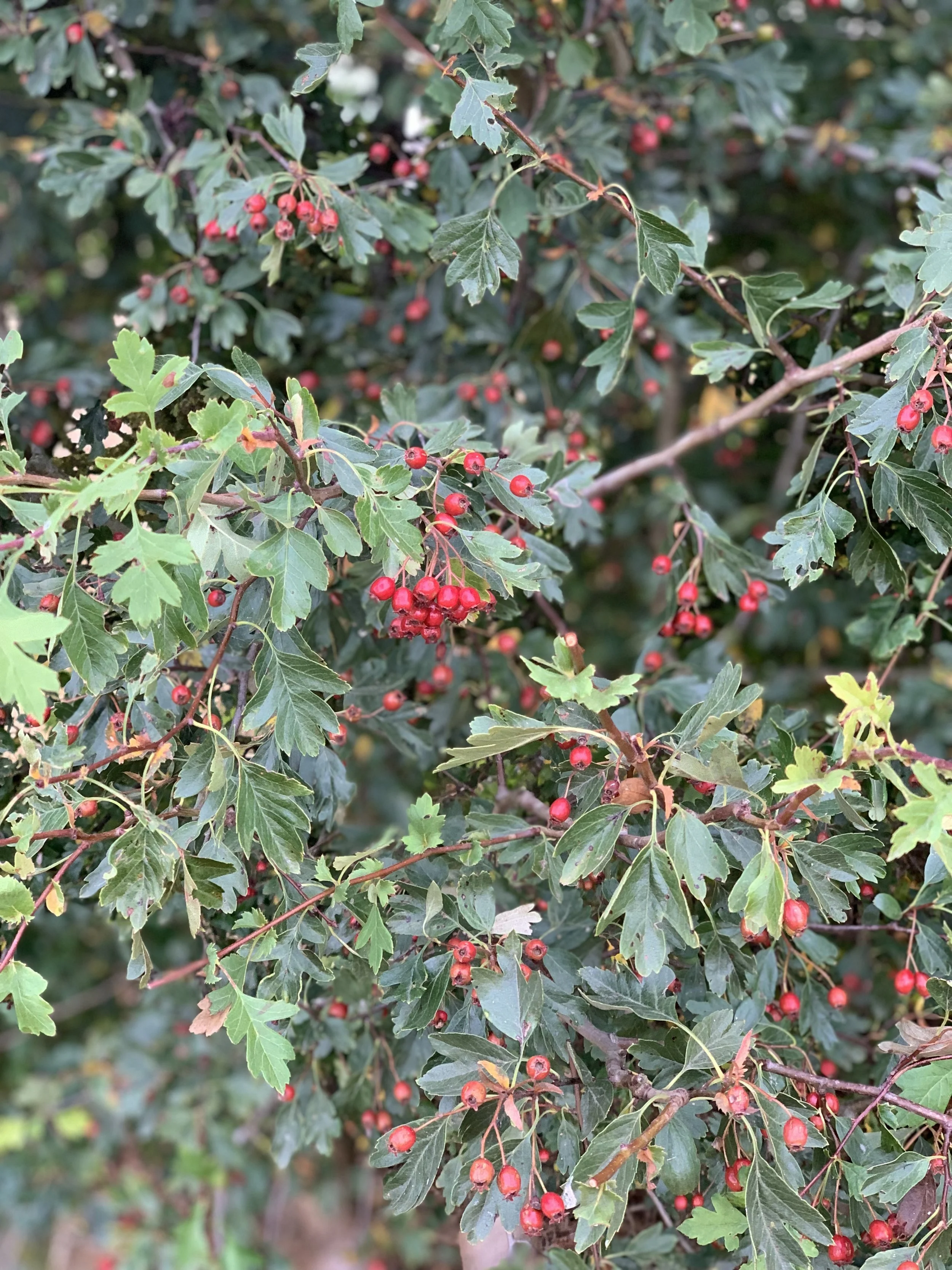 IMG_2233.jpeg
