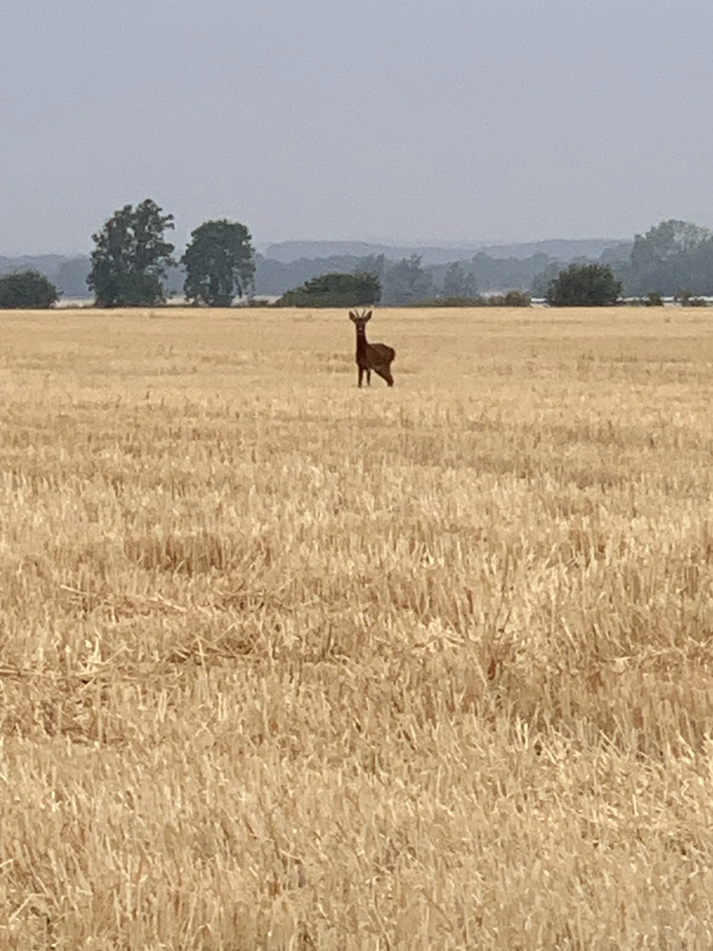 Field Notes: An Ordinary Morning…