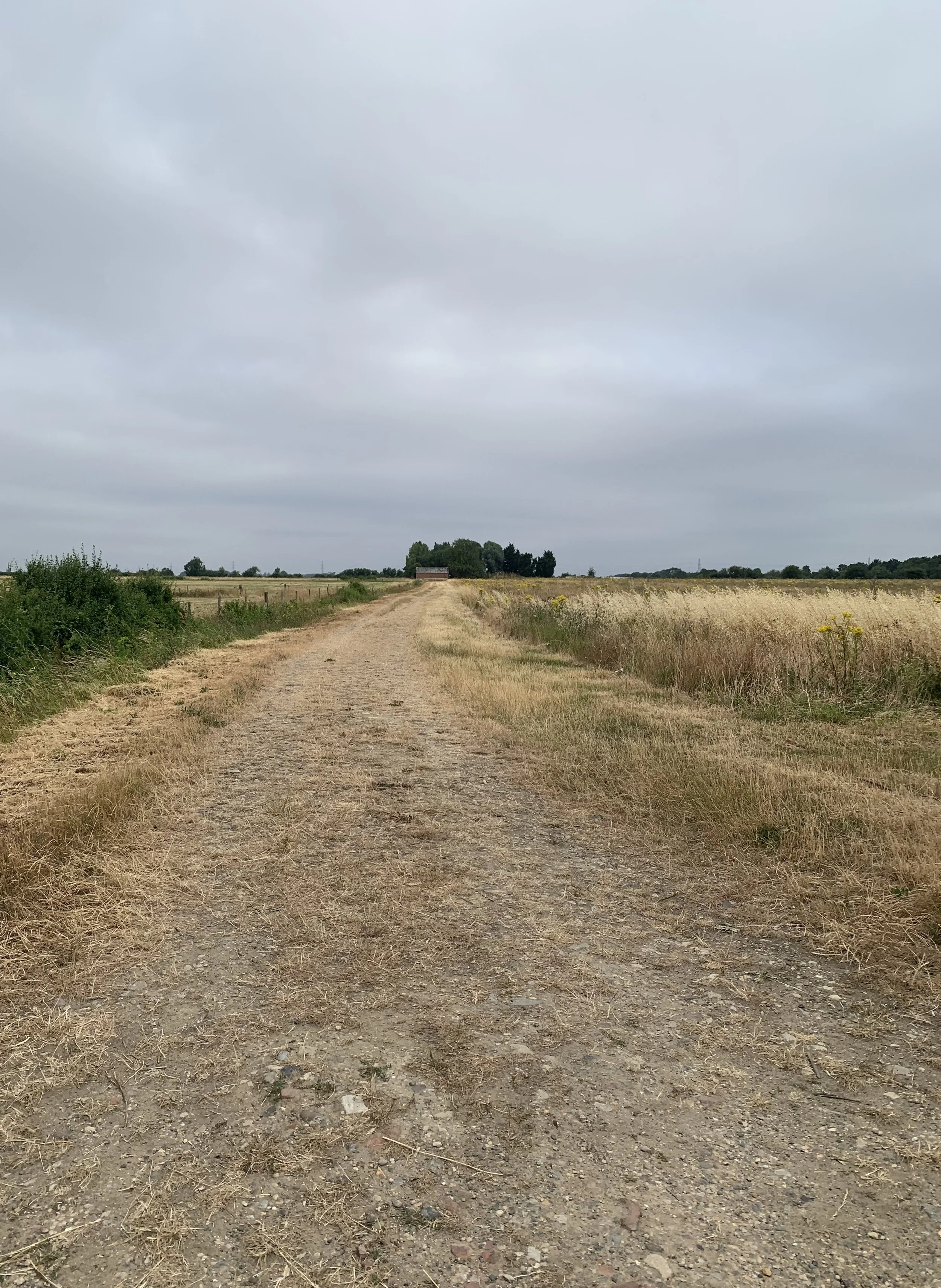Field Notes: A Few White Feathers