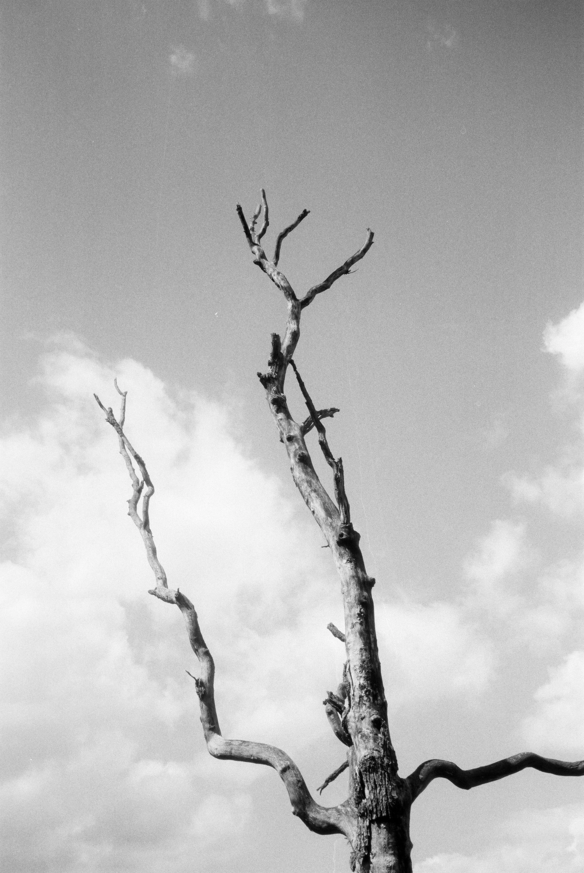 The Secret Life of Hans Gaston Artproject