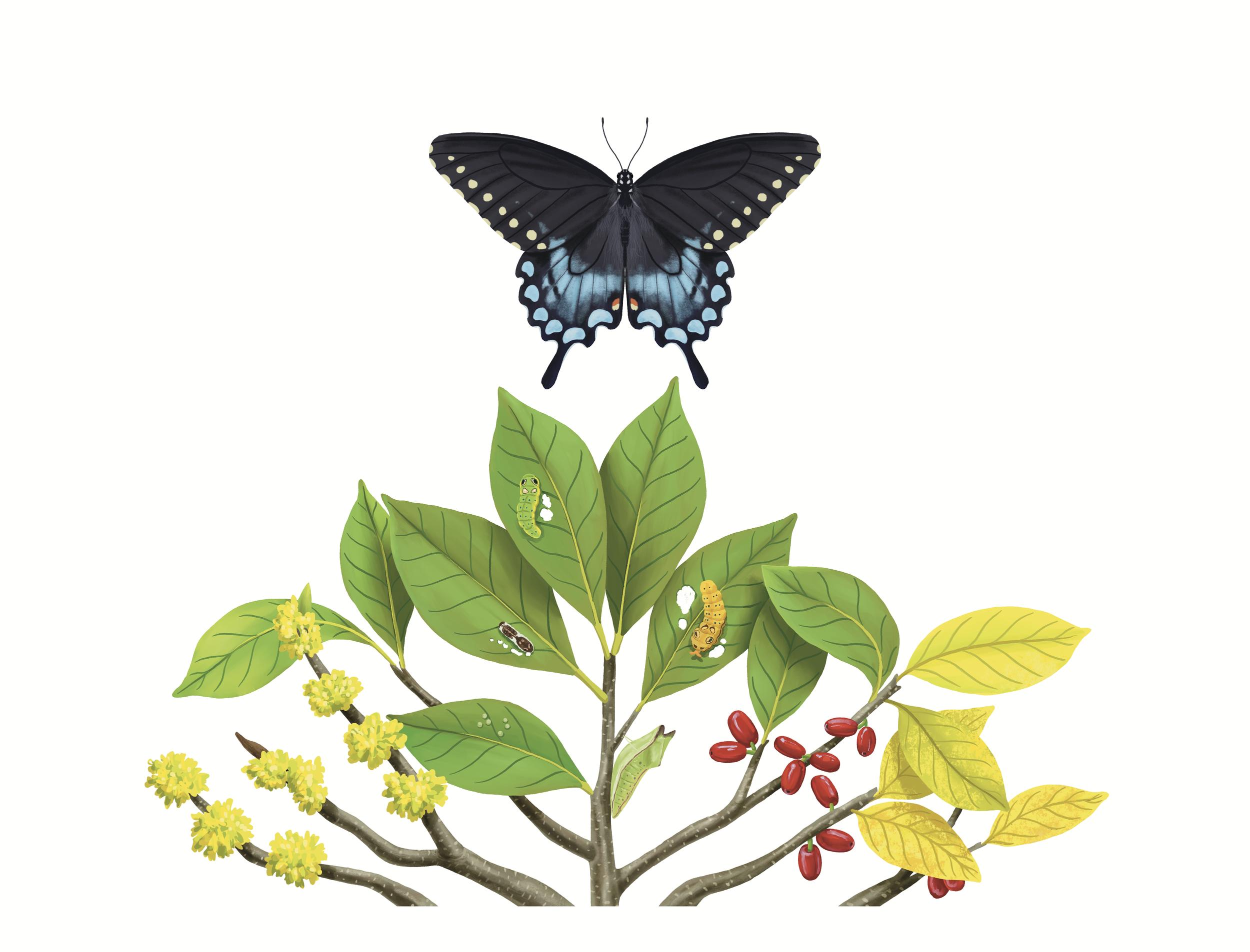Spicebush_Swallowtail (1).png