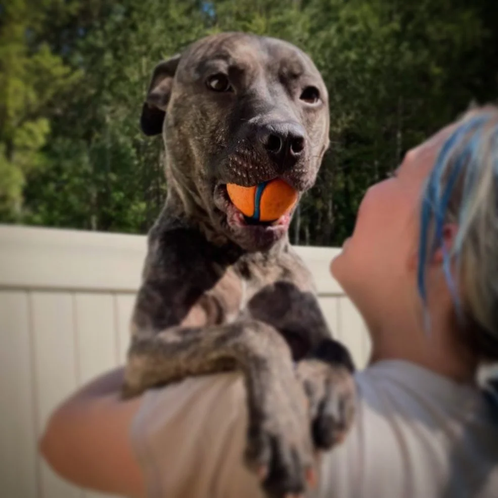 Person holding a playful brindle-coated dog with an orange and blue ball in its mouth outdoors.
