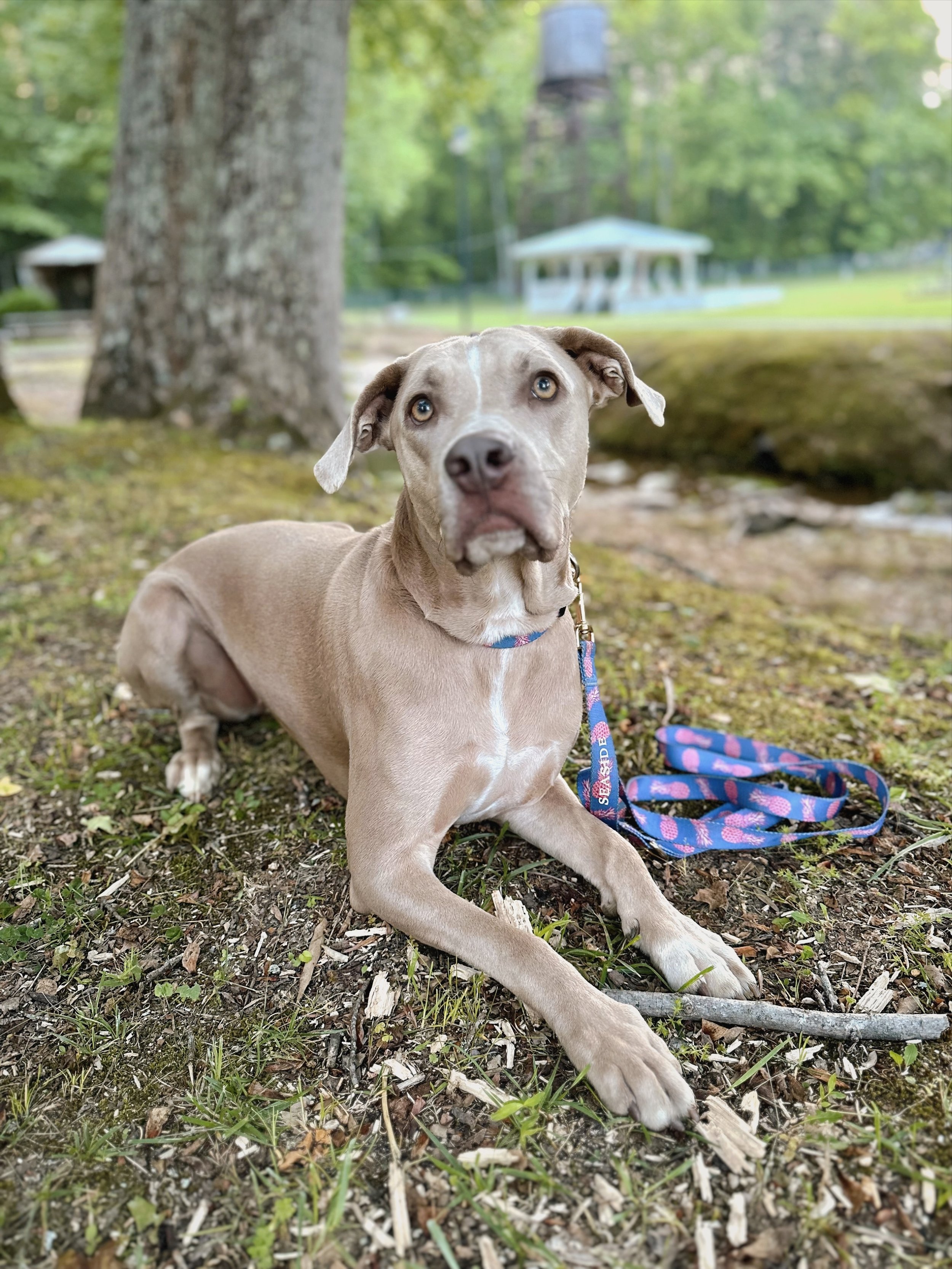 A tan and white dog with blue eyes lying on the ground outdoors near a large tree, holding a stick in its paws, with a park and a gazebo visible in the background.