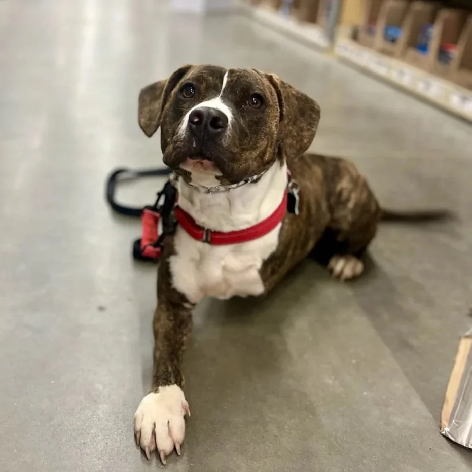 A brown and white puppy with a red harness lying on the floor in a store.