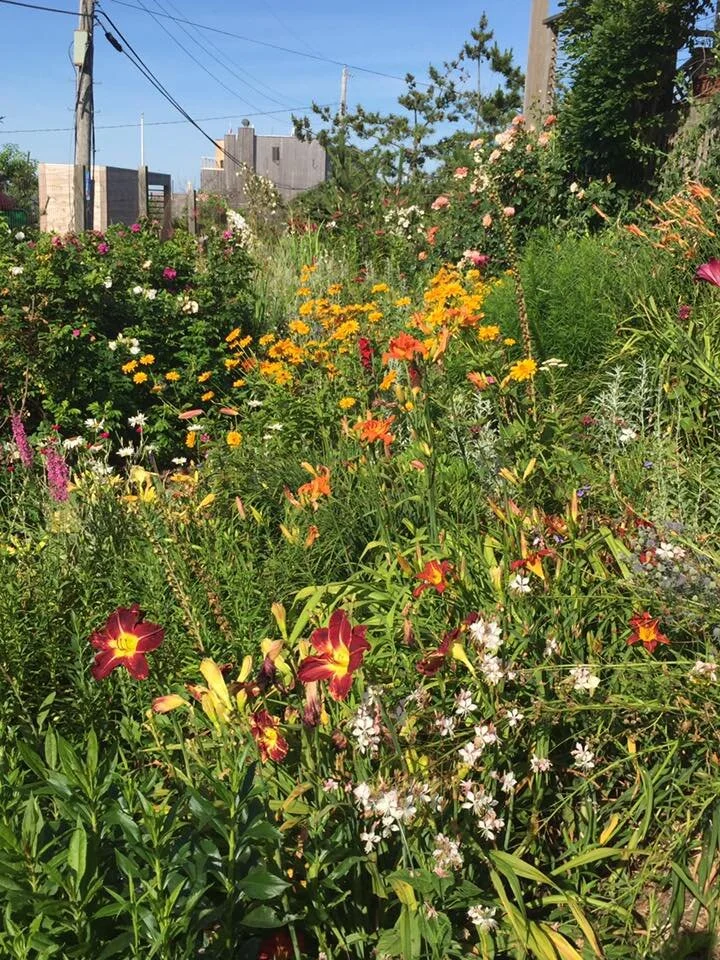 Jerry Gashen & Larry Tallamay garden story. (11).jpg