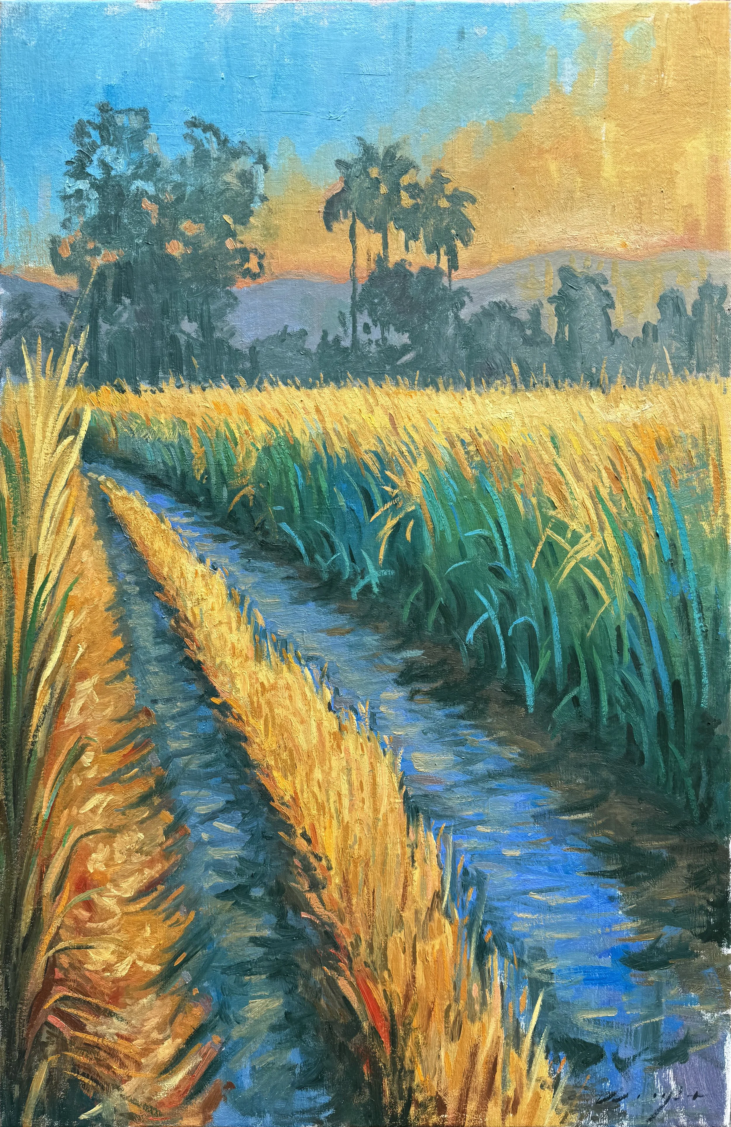 Golden Cane Fields of Bli Bli, Oil on Linen, 18" x 28", (Currently NFS)