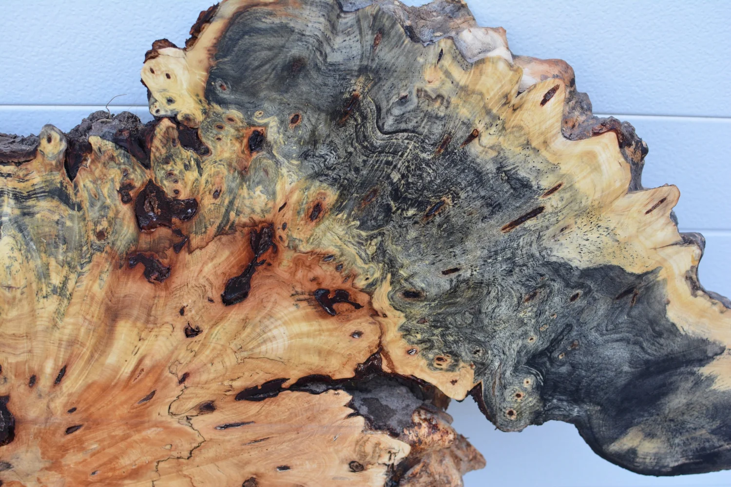 Buckeye Burl 36”x18”x2” (BK-01Z) — Hillside Timber