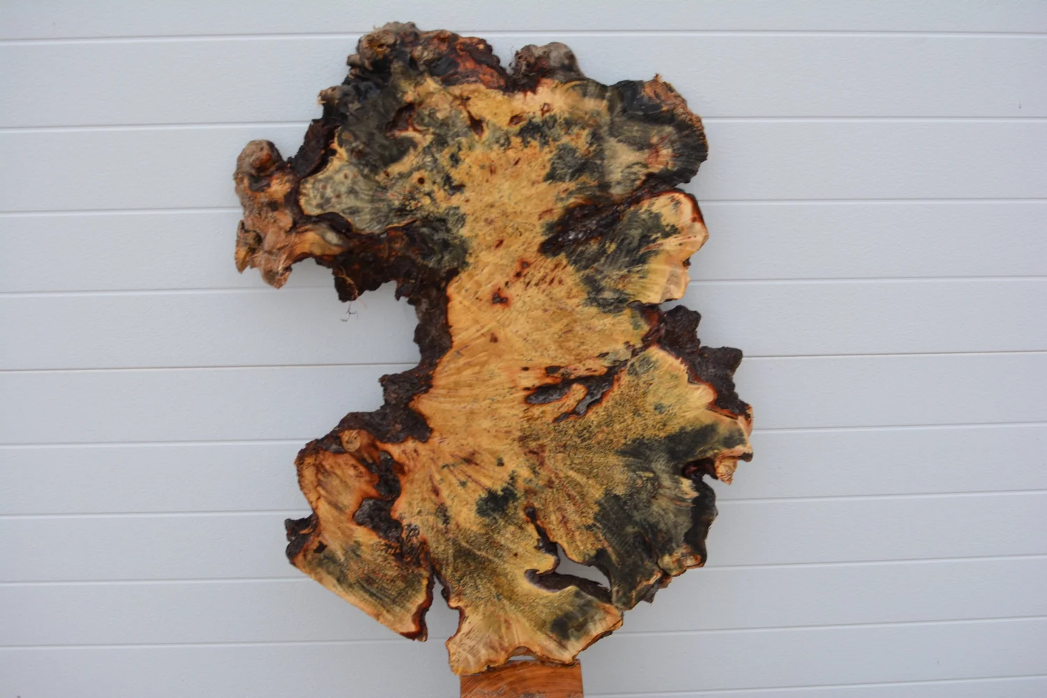 Buckeye Burl 31”x22”x2 1/8” (BK-19) — Hillside Timber