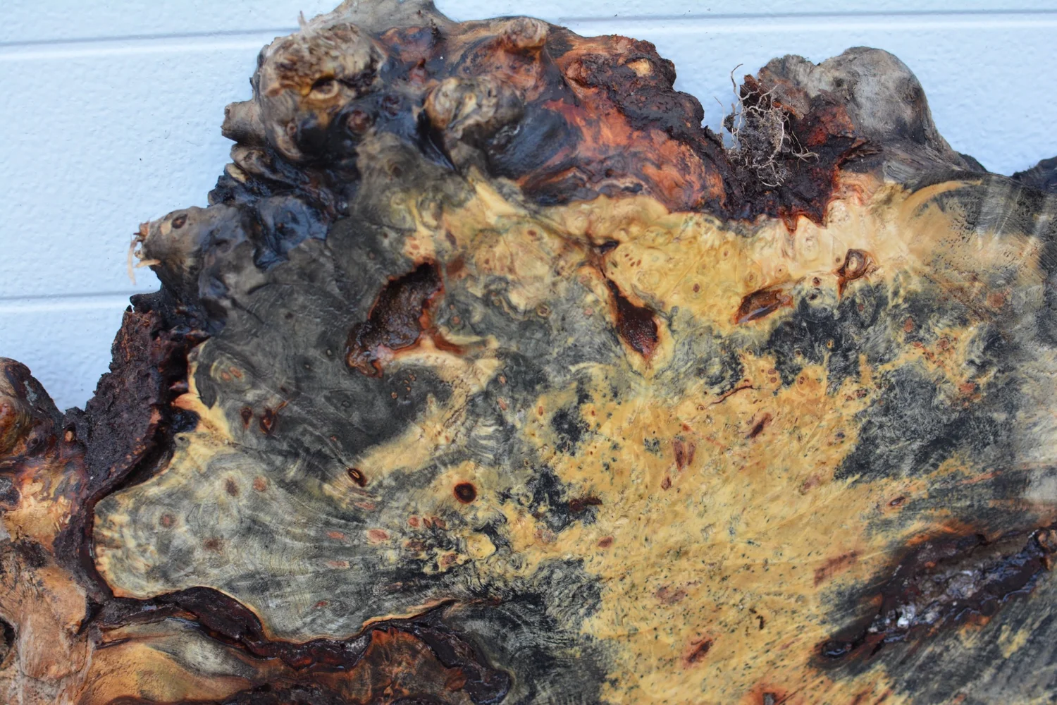 Buckeye Burl 31”x22”x2 1/8” (BK-19) — Hillside Timber