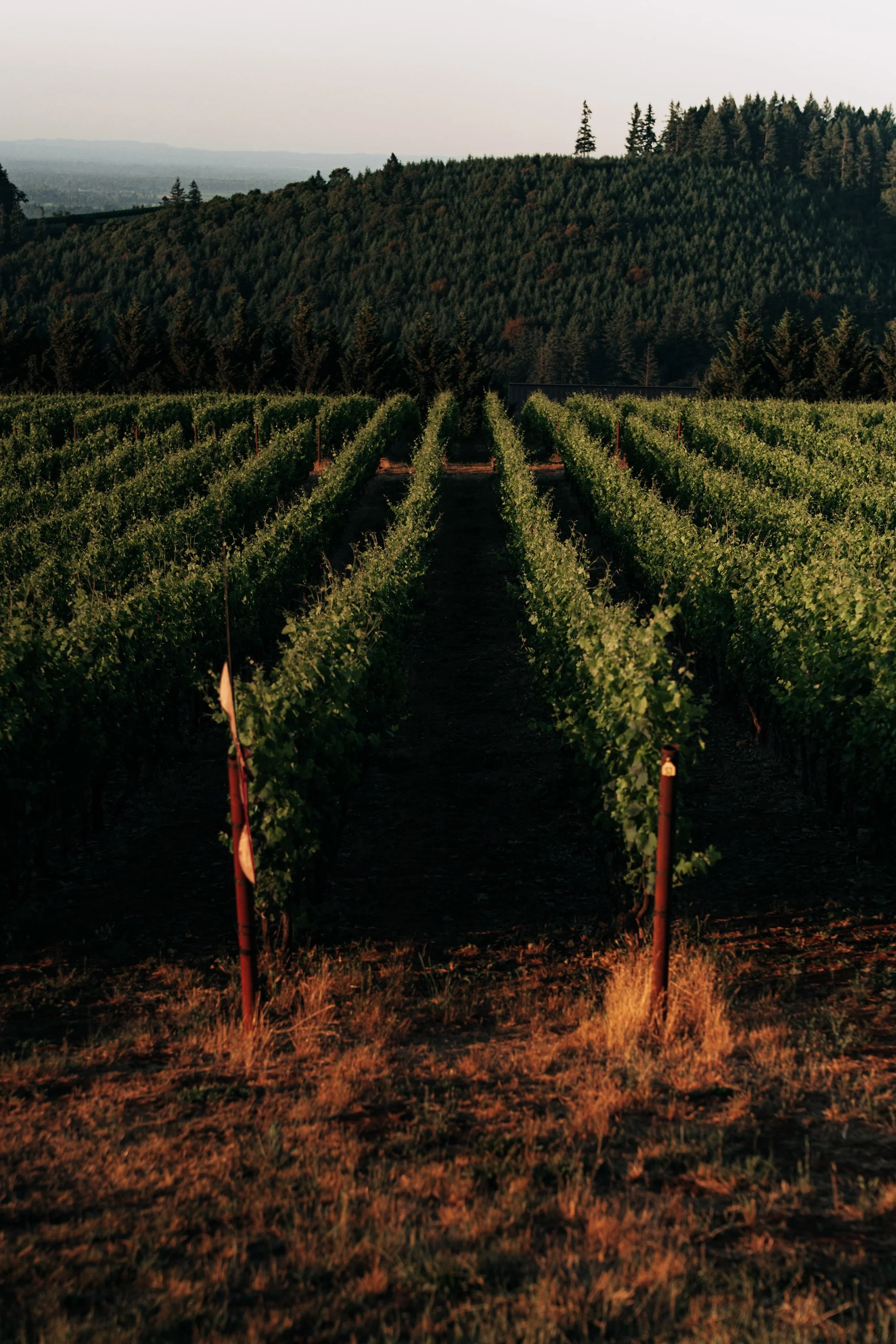 Edits for Foley-108.jpg