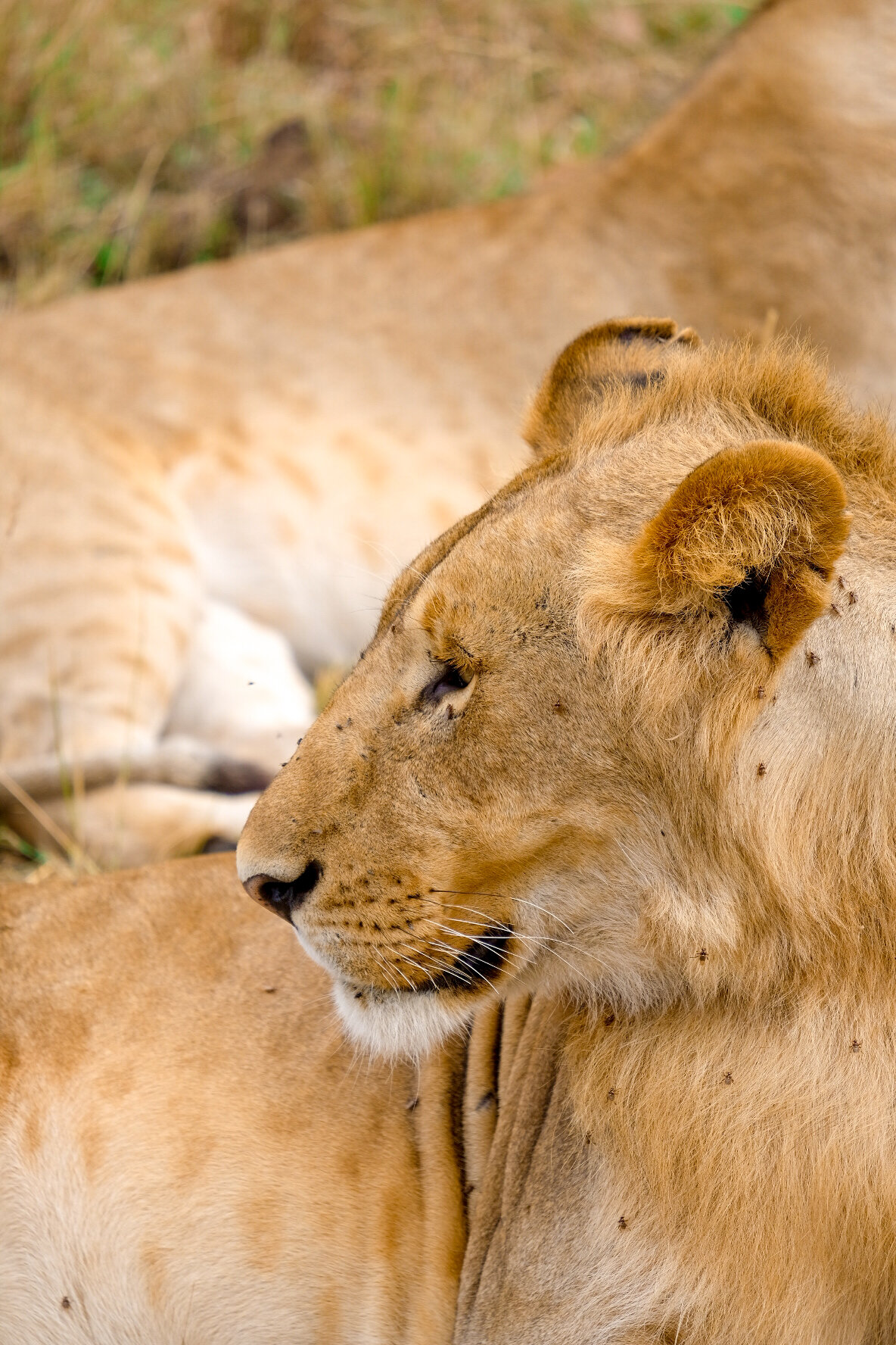 Maasai Mara National Reserve, Kenya