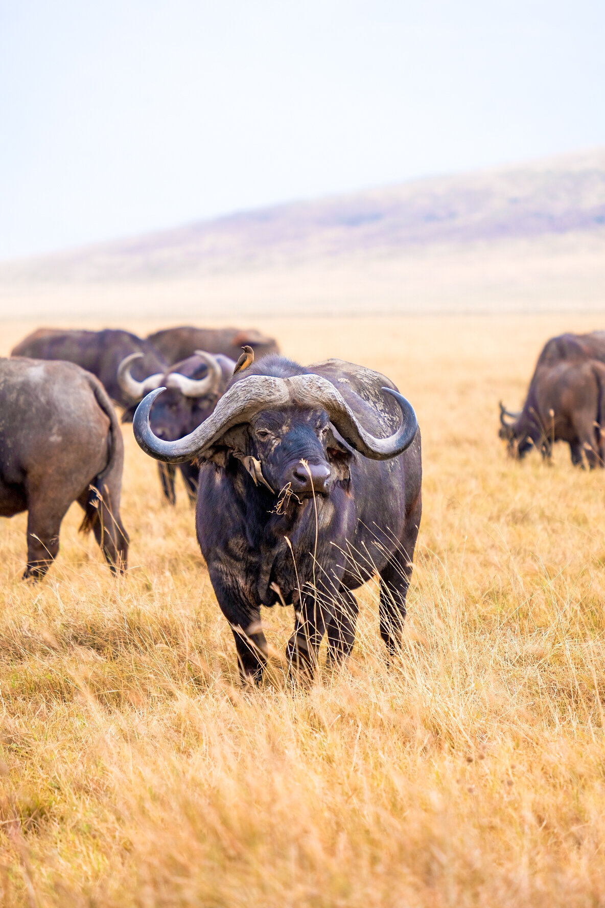 Ngorongoro Crater, Tanzania